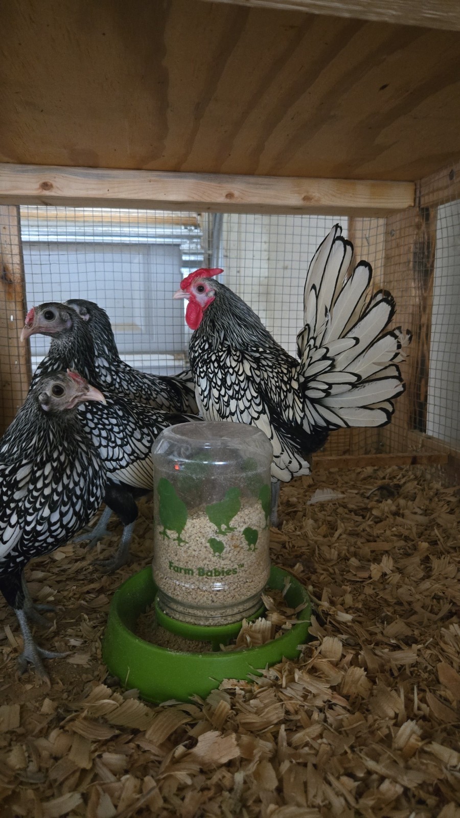 Silver Sebright Hatching Eggs (6) NPIP Certified Farm