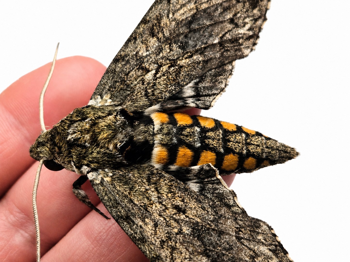 2 Live Sphinx Moth Pupae Cocoons chrysalis LIVE Moths Beautiful Moth