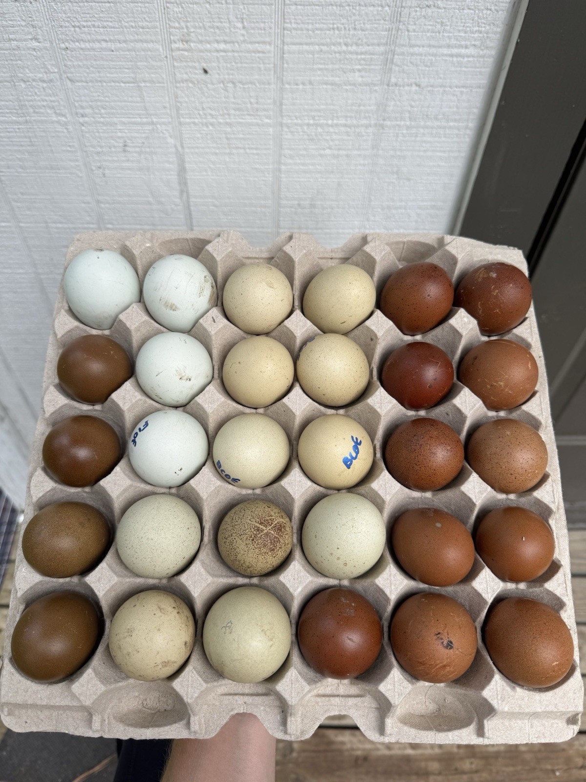 12+ Fertile Hatching Eggs Blue Copper Marans Backcross Multi-Gen Olive Eggers
