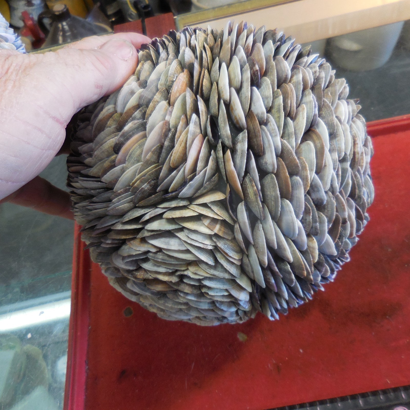 Seashell Orb Sphere Ball 7-inch" Beach Nautical Decor "