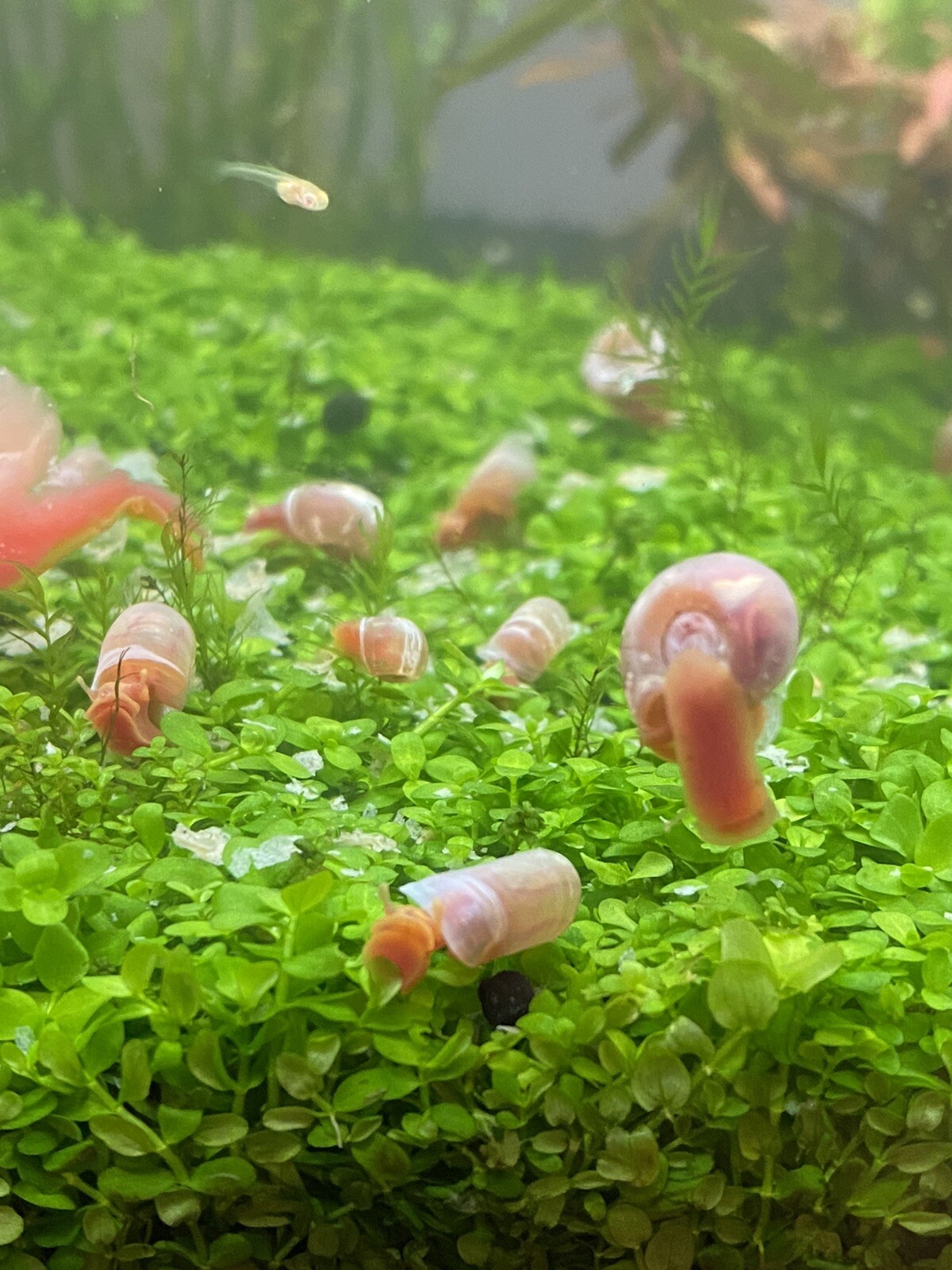 2 Bunches Monte Carlo Micranthemum carpet Low Tech aquarium (+Mystery Plant)