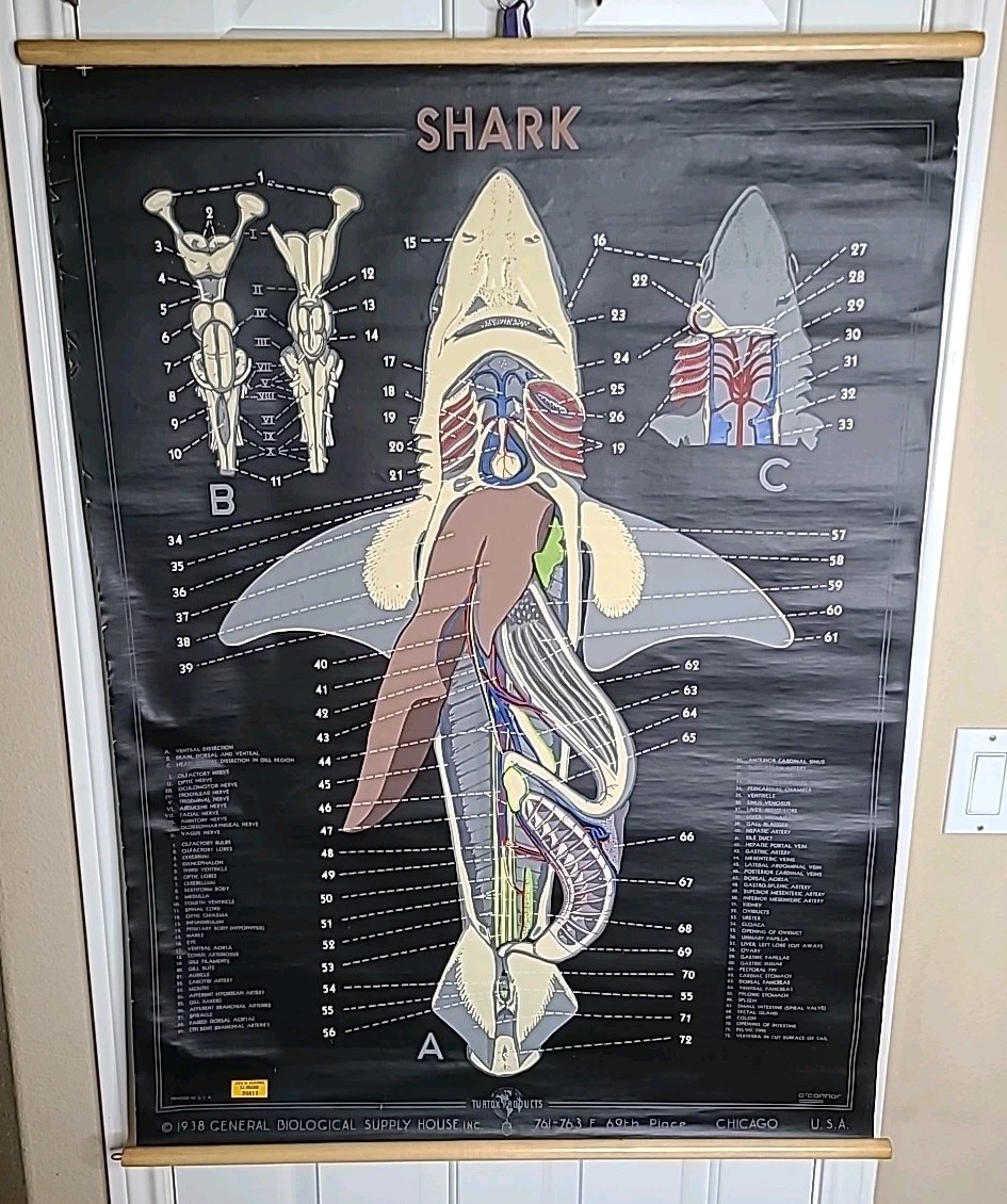 1938 Turtox Pull Down Anatomy Chart SHARK Chicago USA SJ College 30" X 40" GUC