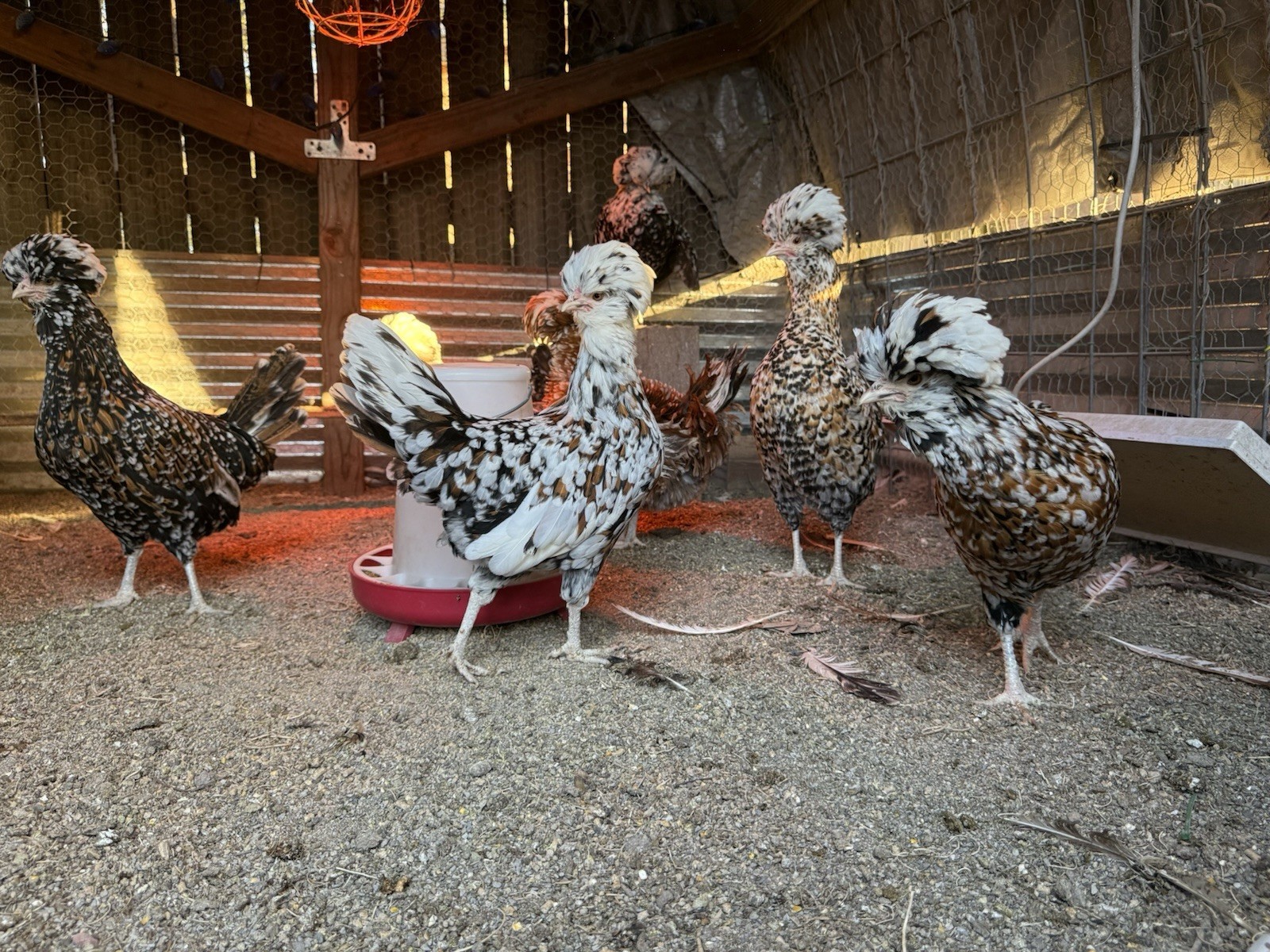 12 +++ Extra Tolbunt Polish Hatching Eggs