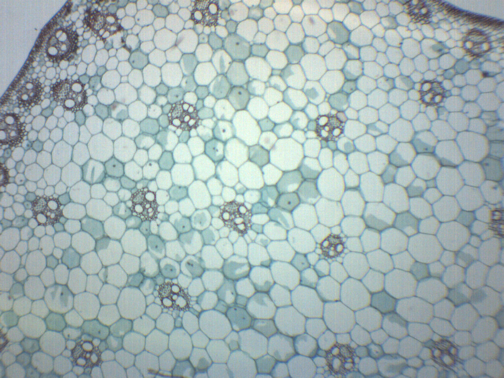Monocot Stem - Prepared Microscope Slide - 75x25mm - Eisco Labs