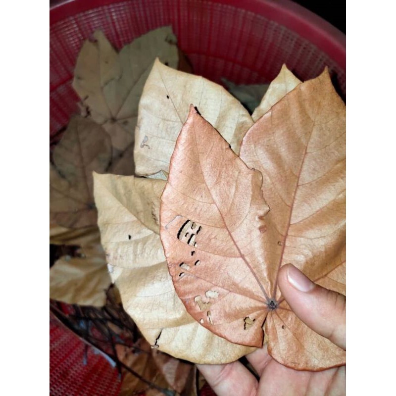 70 Pieces Macaranga Leaves  10-15cm/6" Kemahang Shrimp Betta A+