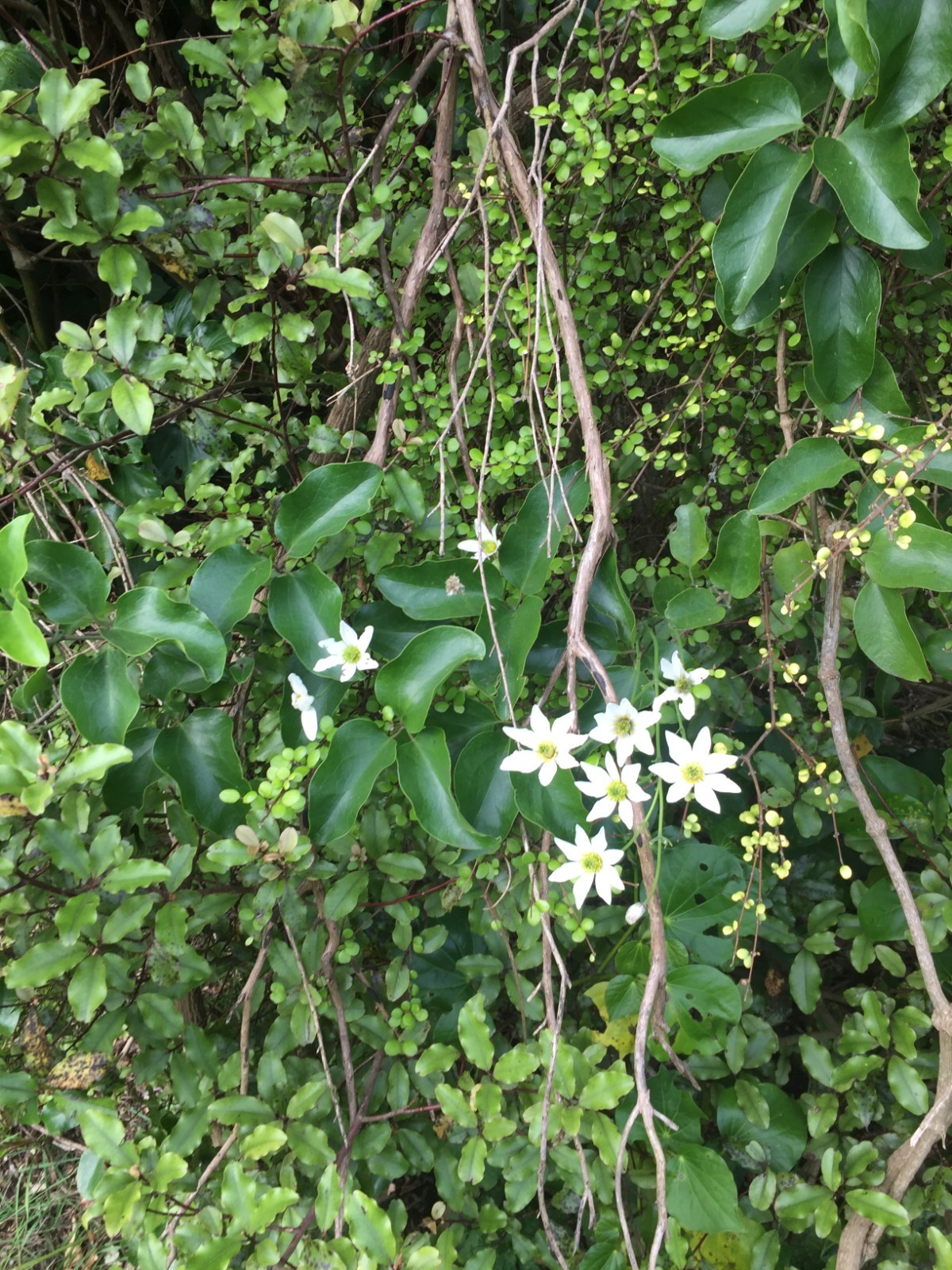 Clematis paniculata - 50 seeds - Puawhananga - germination tested