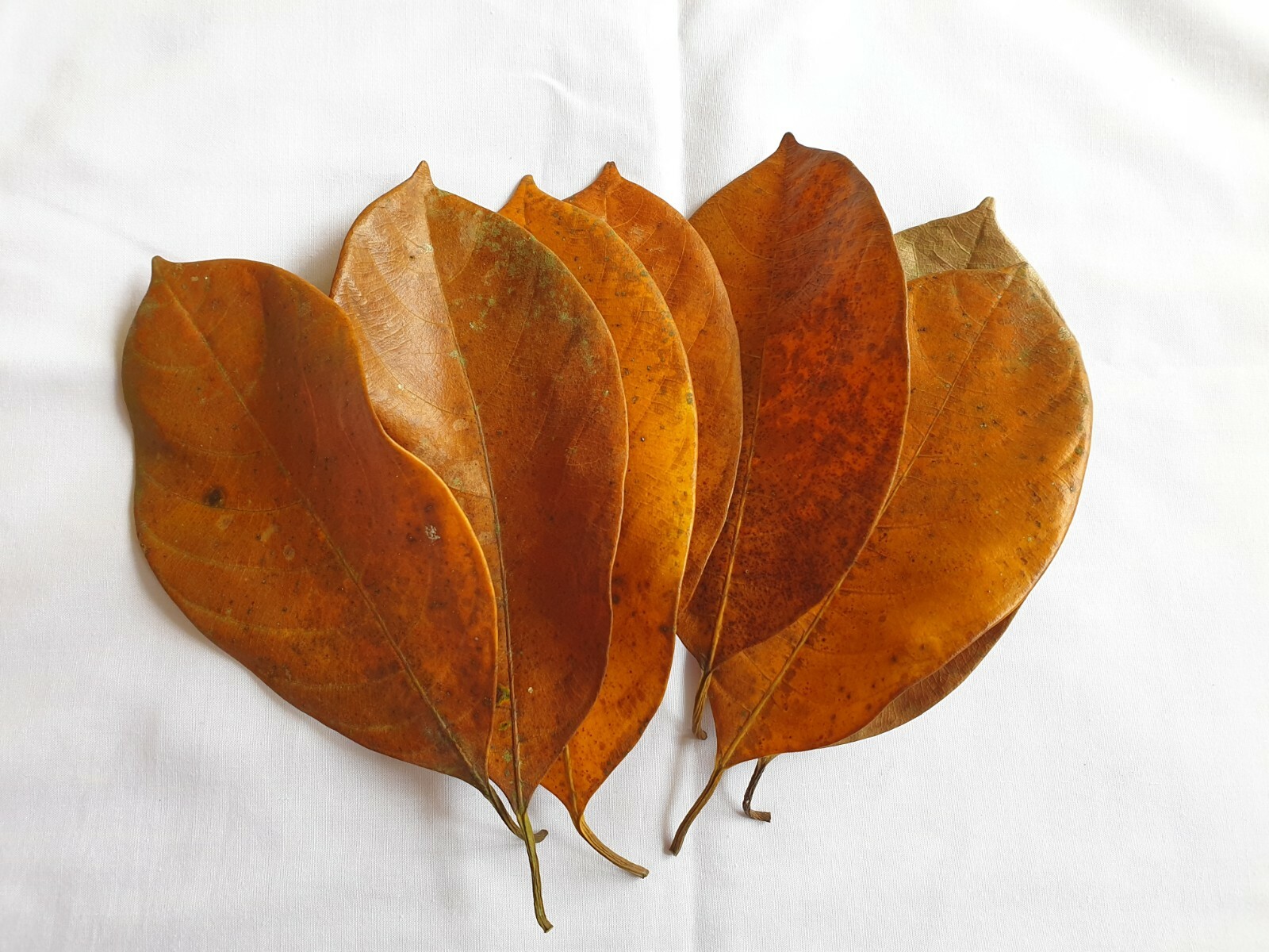 Dried Jack Fruit 120 PCs Leaves Organic Bio Film Shrimp Aquarium Natural