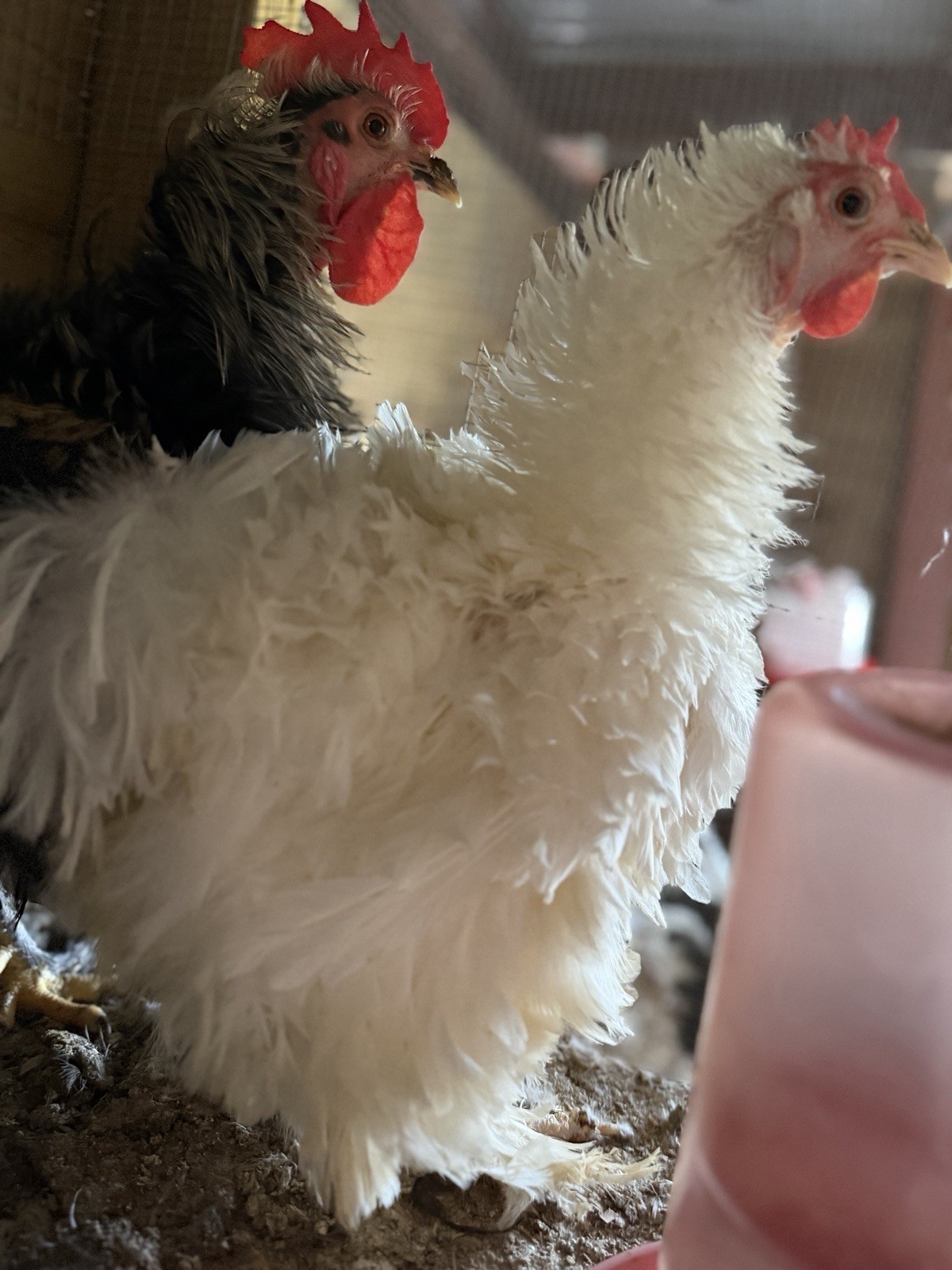 12 Cochin bantam Hatching Eggs- Mixed  Sizzle, Freezle , Smooth, White, Black