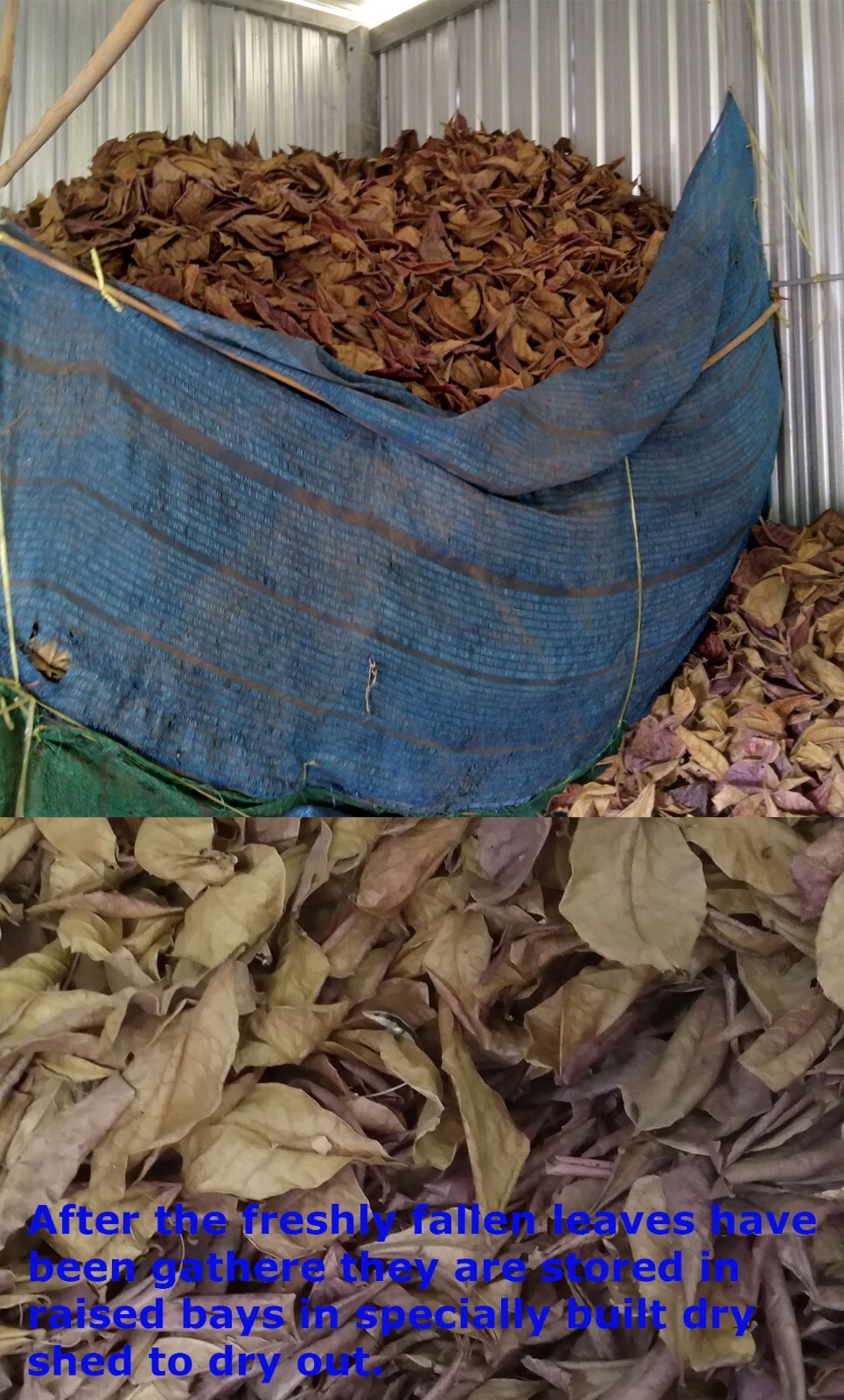 1K Catechu Bark for simulating blackwater condition in the aquarium, betta, fish