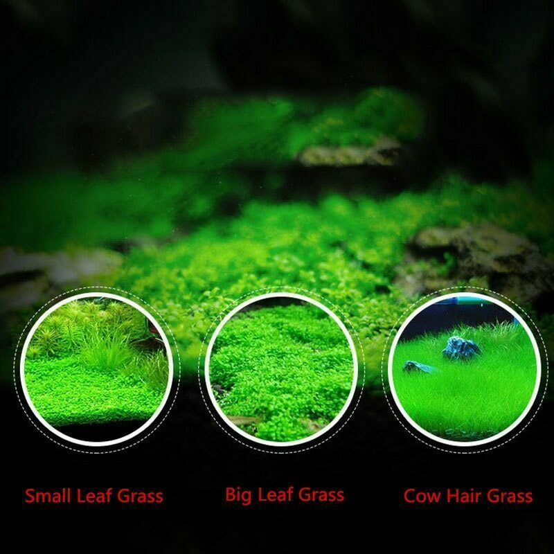Aquarium Grass Seeds (Small Cow Hair Grass) Aquarium plant USA