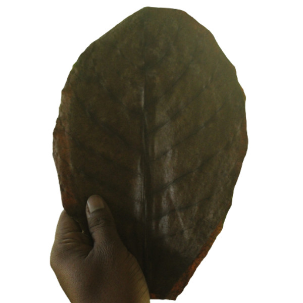 30 Leaves Catappa indian almond leaves ketapang leaf shrimp betta fish aquarium