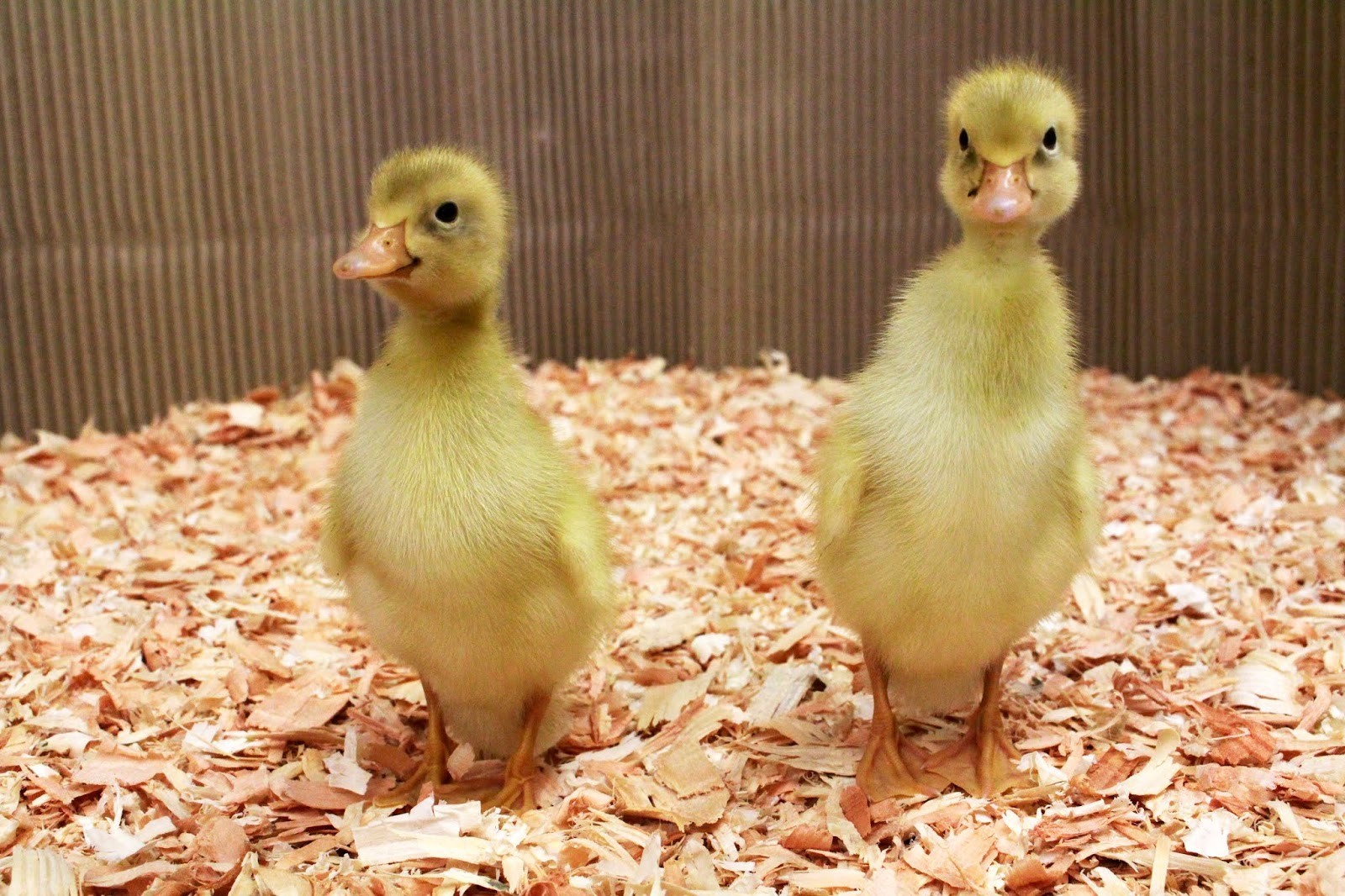 (8) Fawn And White Runner Duck Hatching Eggs