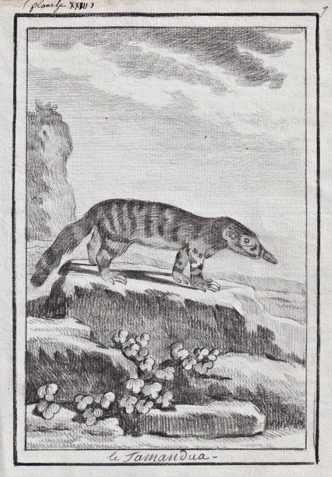 Anteater America Animals Drawing 1780