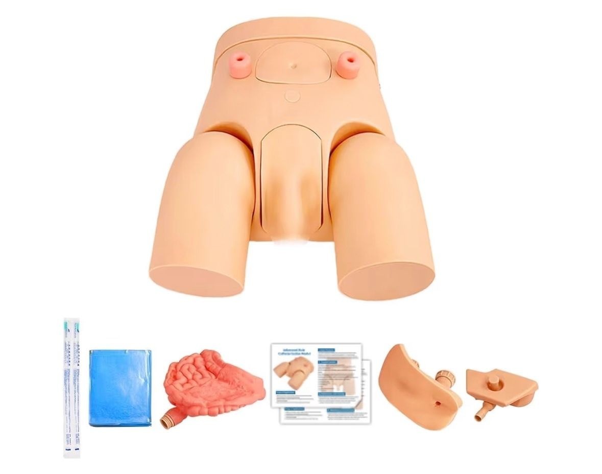 Male/Female Catheterization Model
