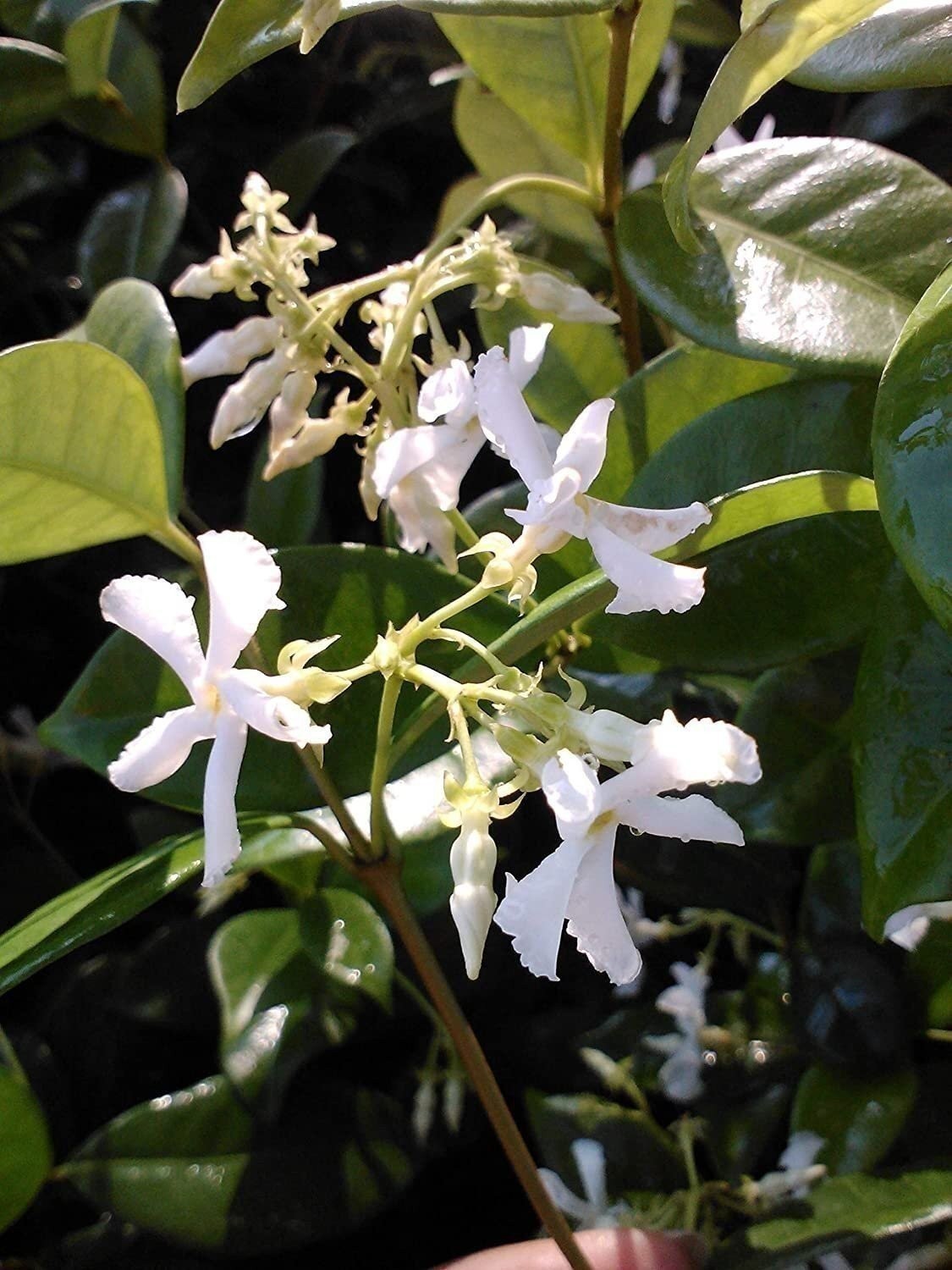 Jasmine Confederate Starter Plant, Lot of 2