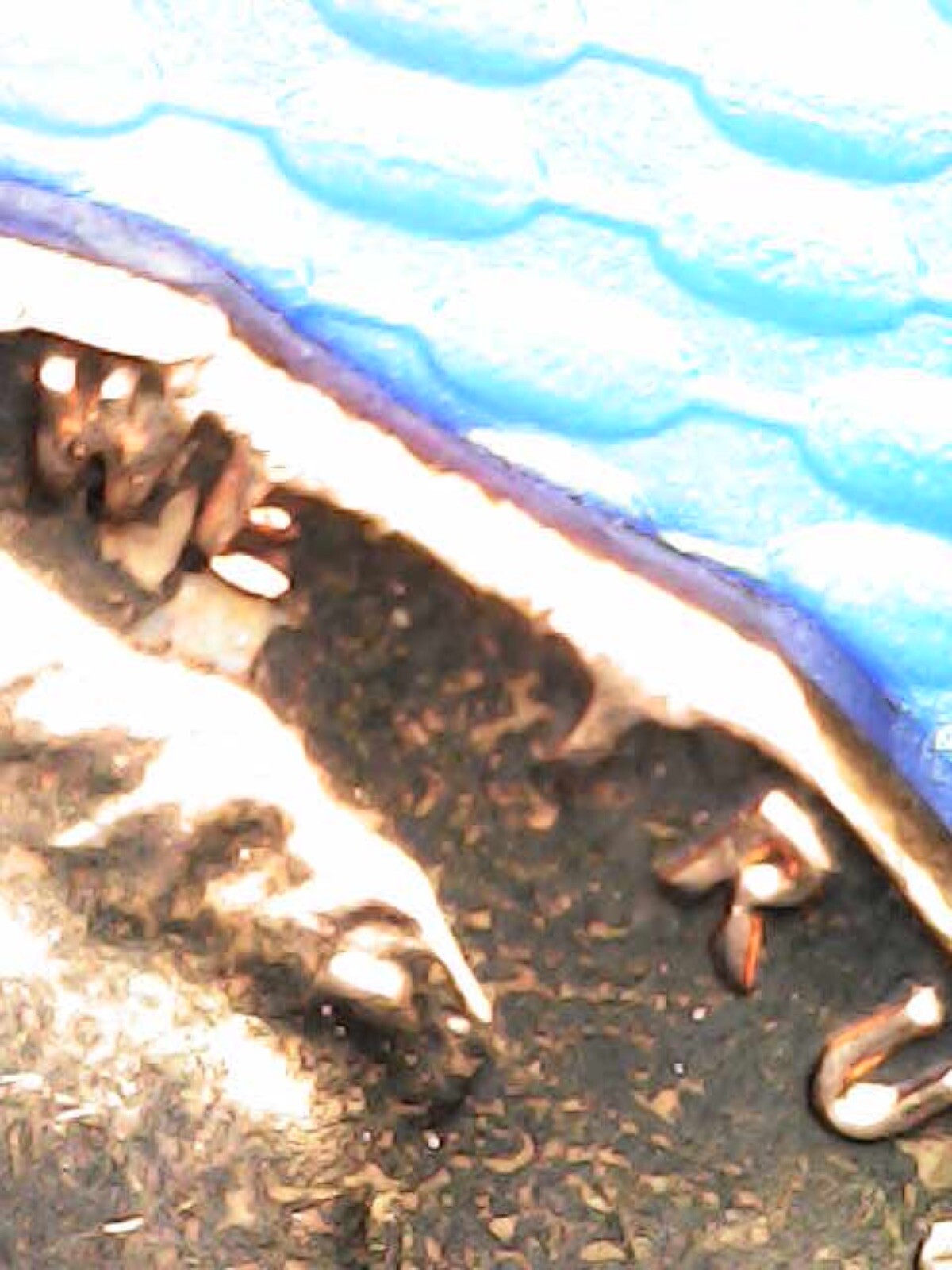 1960 Lincoln Memorial Cent clip error BU
