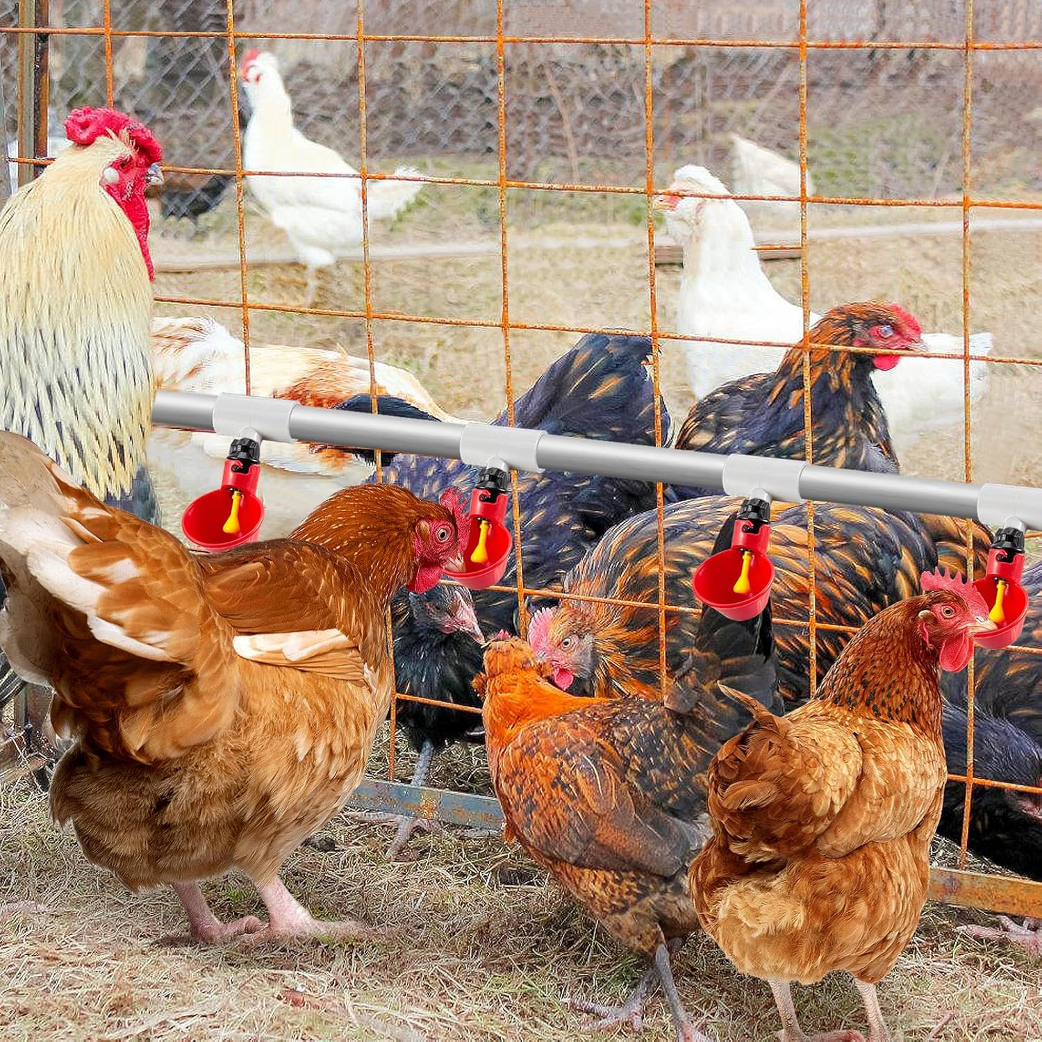 12 Pack Chicken Waterer PVC Tee Fittings - Fully Automatic for Threaded Chicken