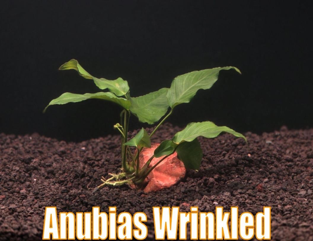 Anubias Wrinkled Live Aquatic Plants Aquarium Plants Freshwater Natural Fishtank