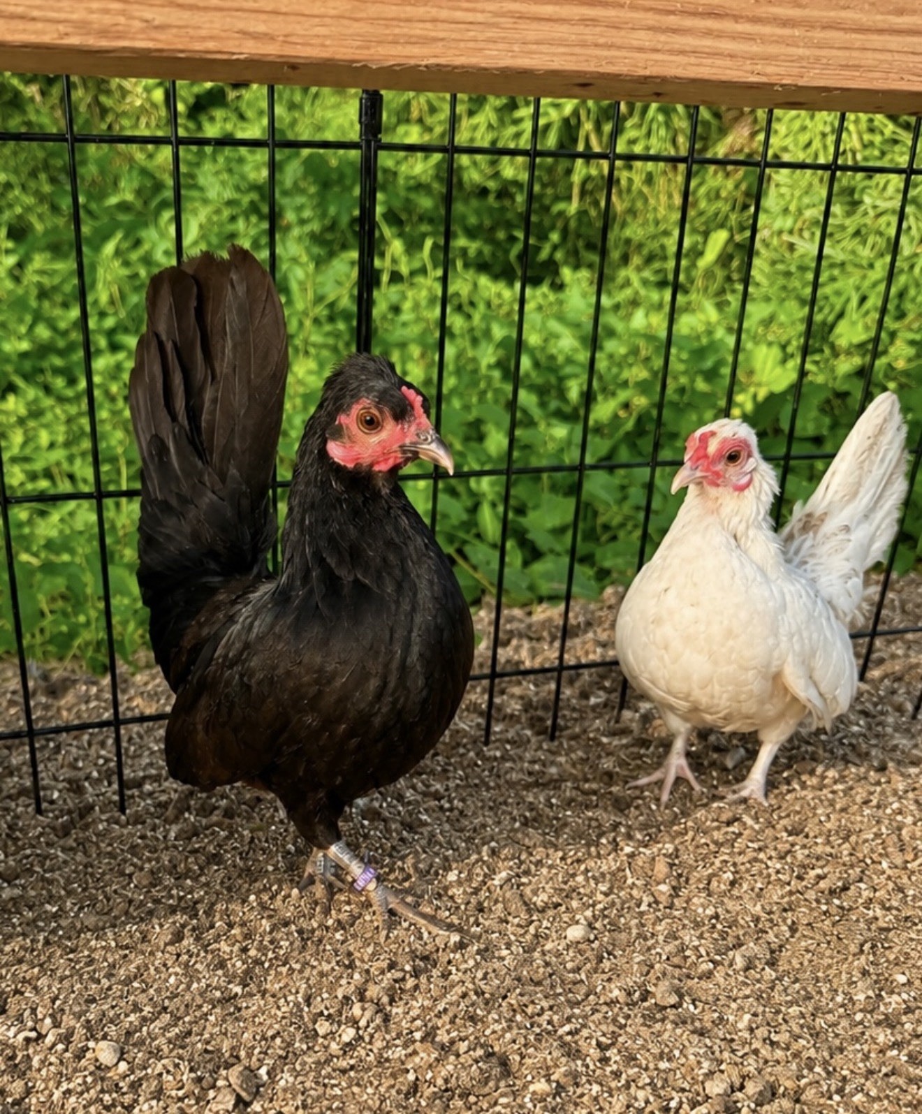 Hens choice- assorted bantam hatching eggs