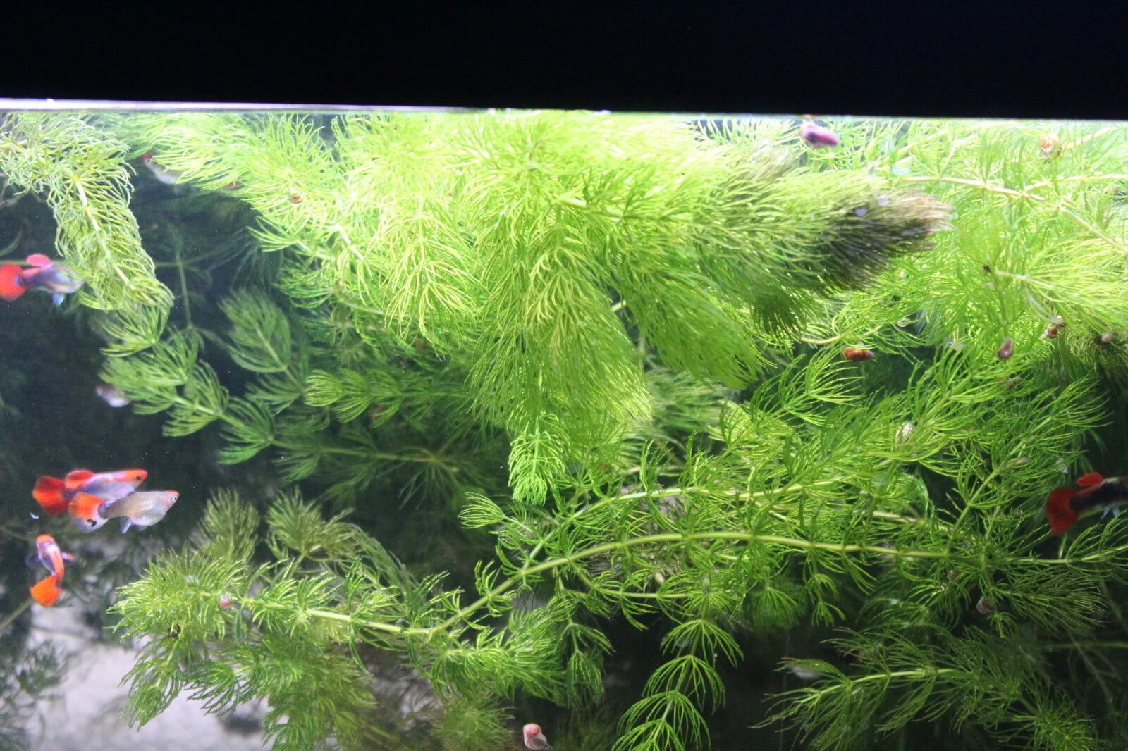 3+ Hornwort Live Aquarium Plants