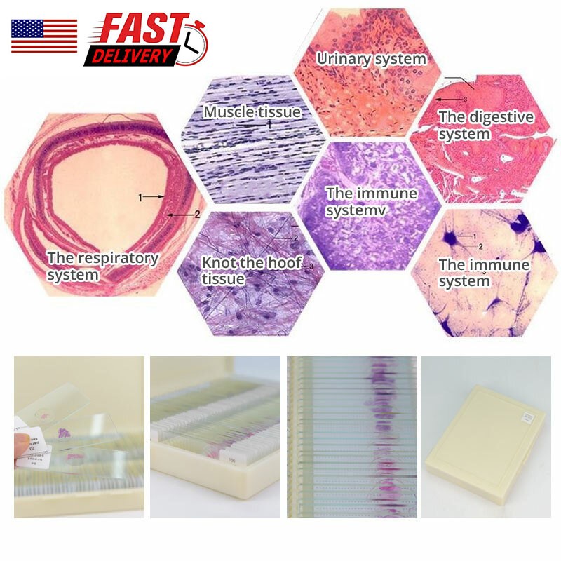 100PCS Mammal Tissue Sections Histology Prepared Specimen Microscope Slides
