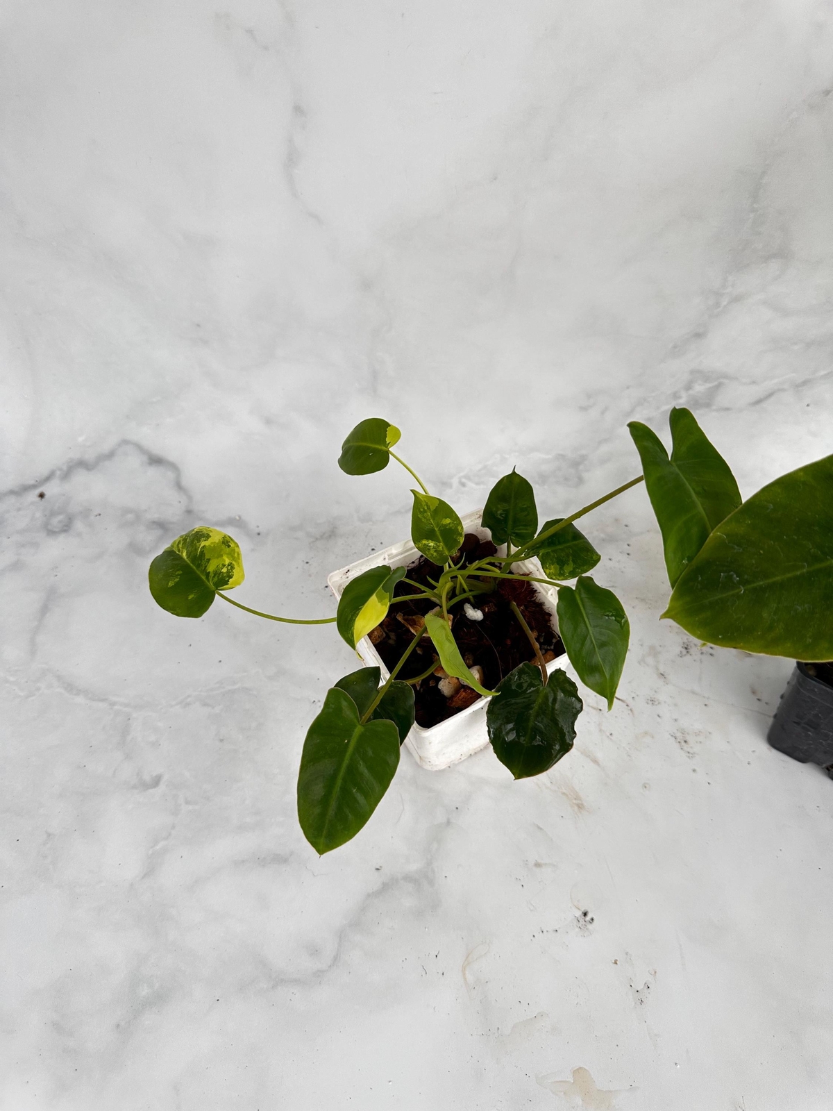 Philodendron Burle Marx Variegated