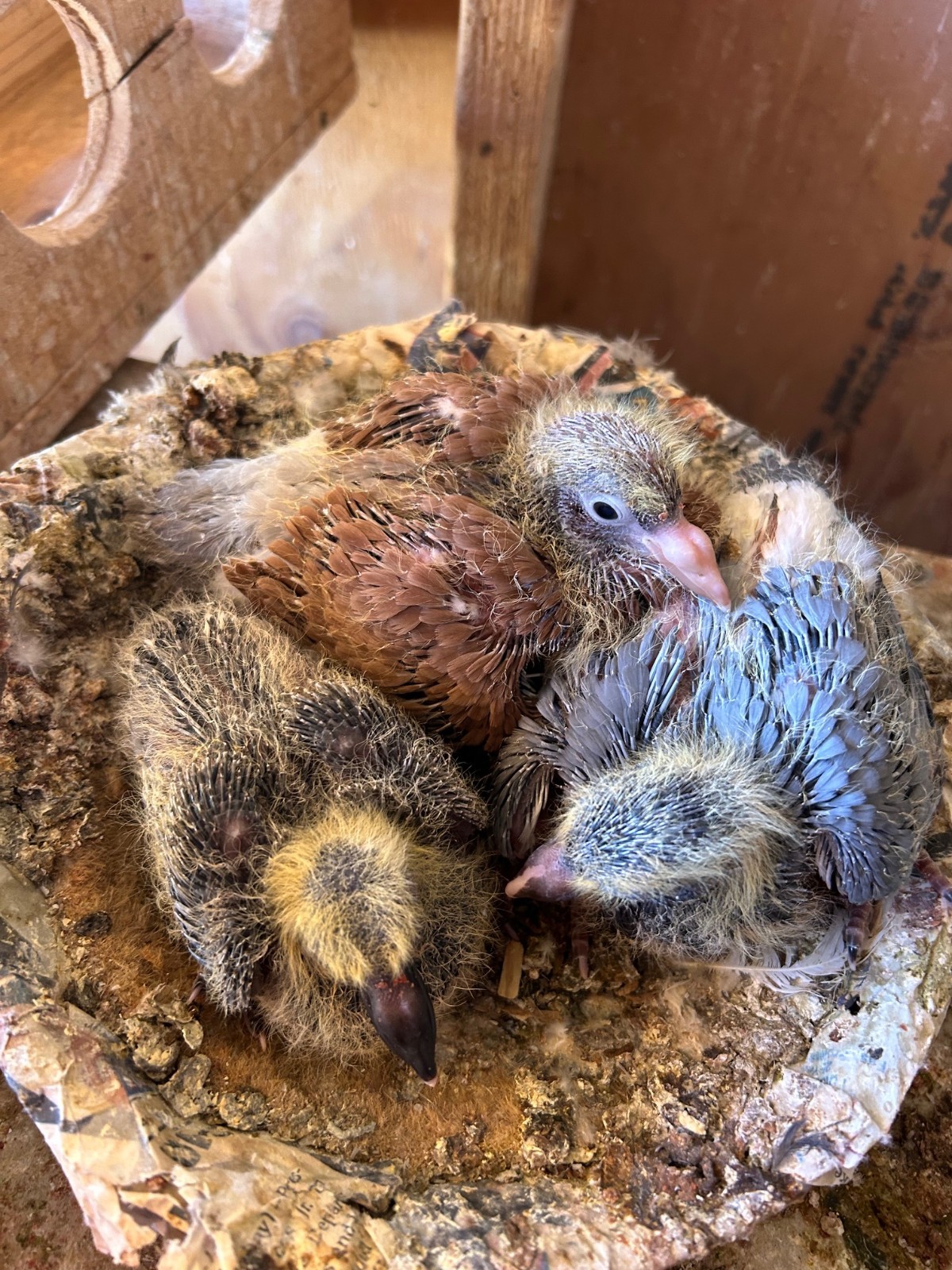 4 Hatching Eggs  - Racing Pigeons Fertile