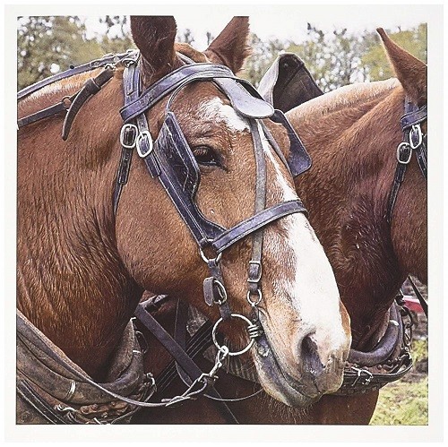 3dRose gc_93976_1 Oregon Champoeg SP Plowing horse US38 RBR0252 Rick A.