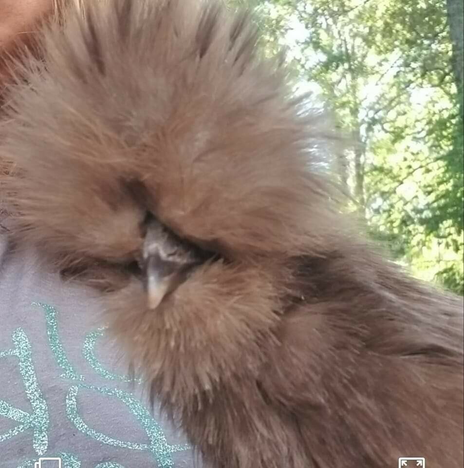 6 Quality Silkie Chicken Fertile Hatching Eggs all Colors, possible chocolate