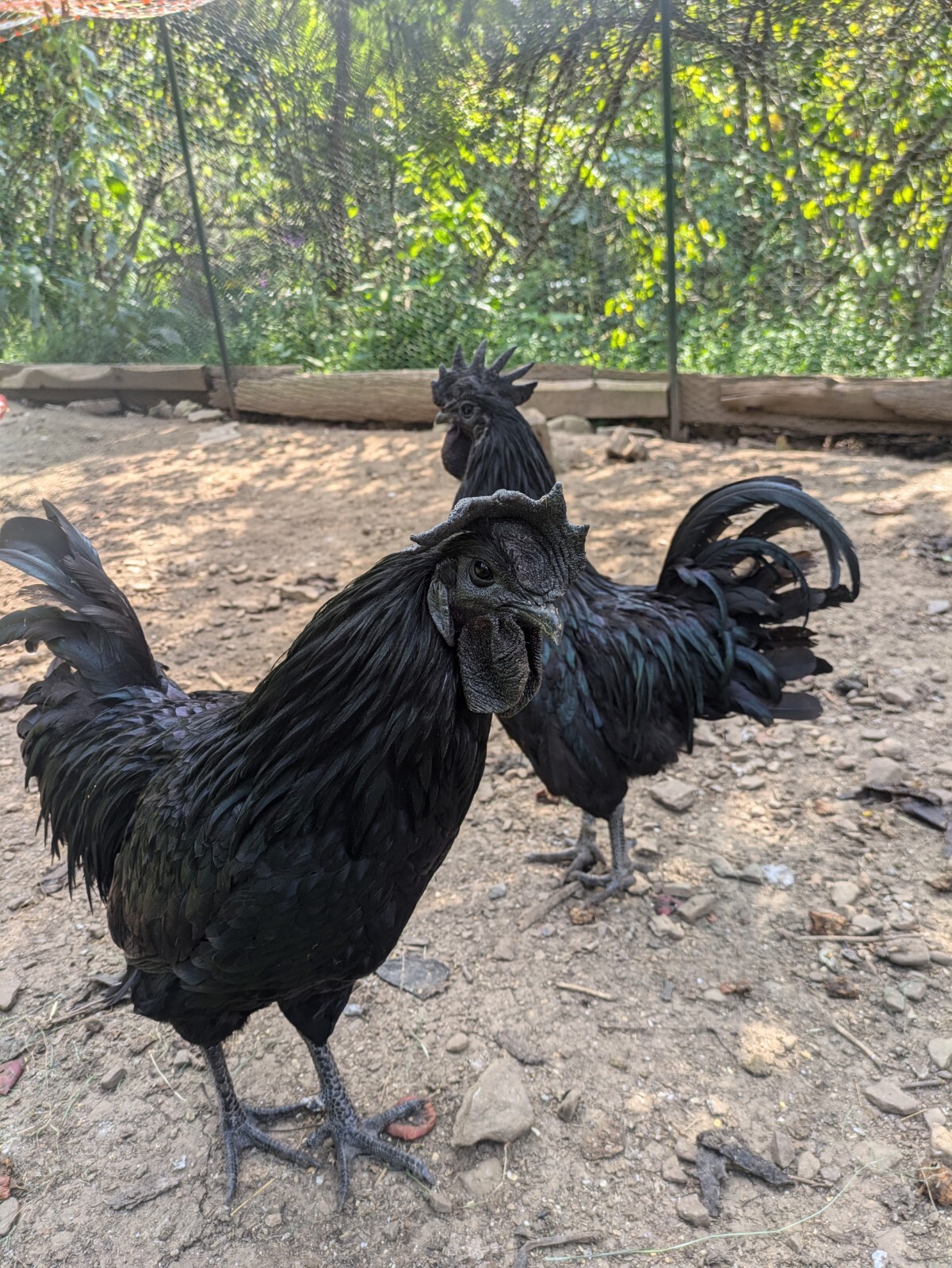 Ayam Cemani Hatching Eggs 4  Eggs Will Ship Fresh Check Fertility Daily