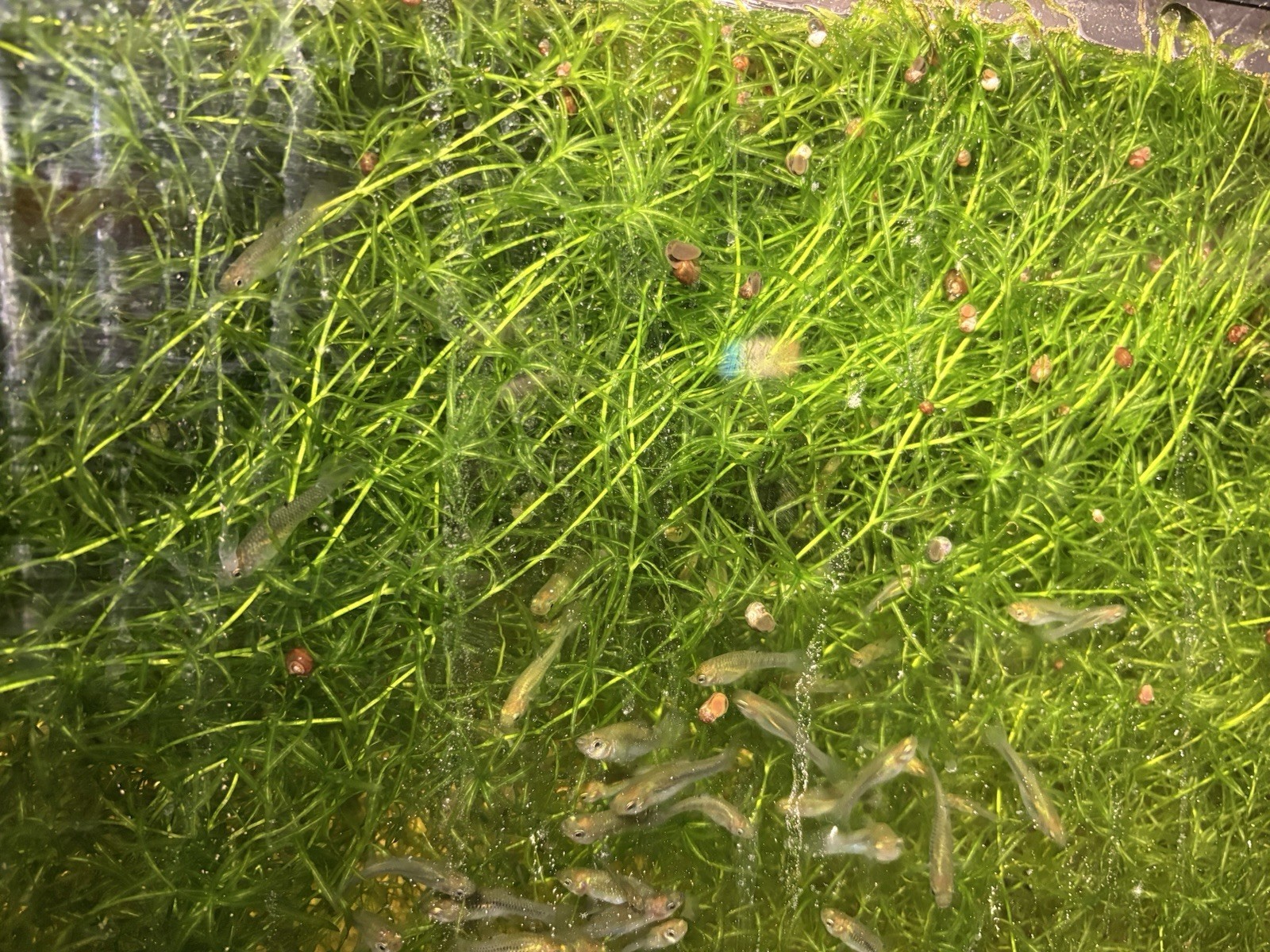 A LOT of healthy  guppy grass Enough To Fill 20 Gallon Tank!