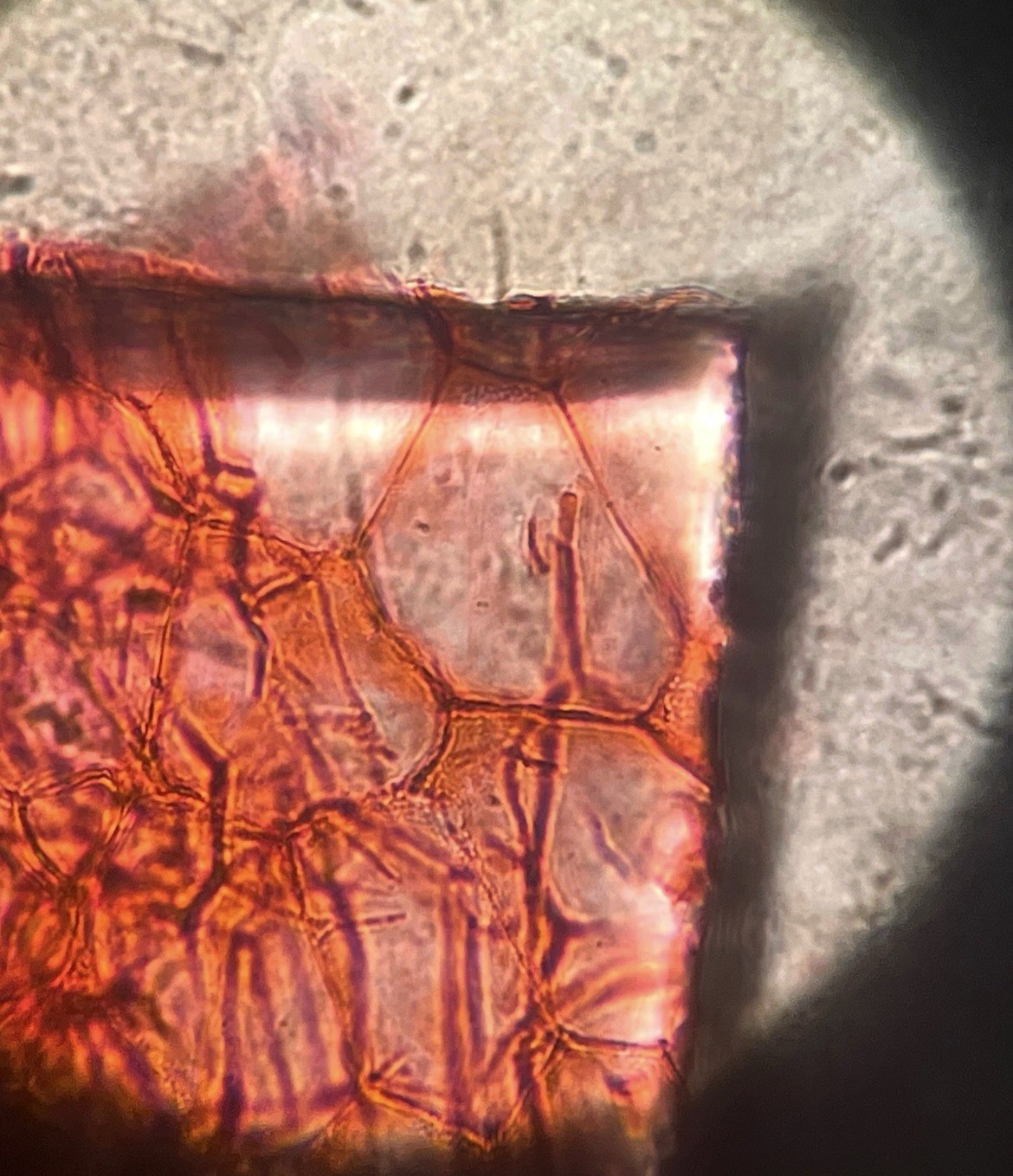OLYMPUS CX21 CX21FS1 Binocular Microscope Plan x4 x10 x40 x100 Objectives