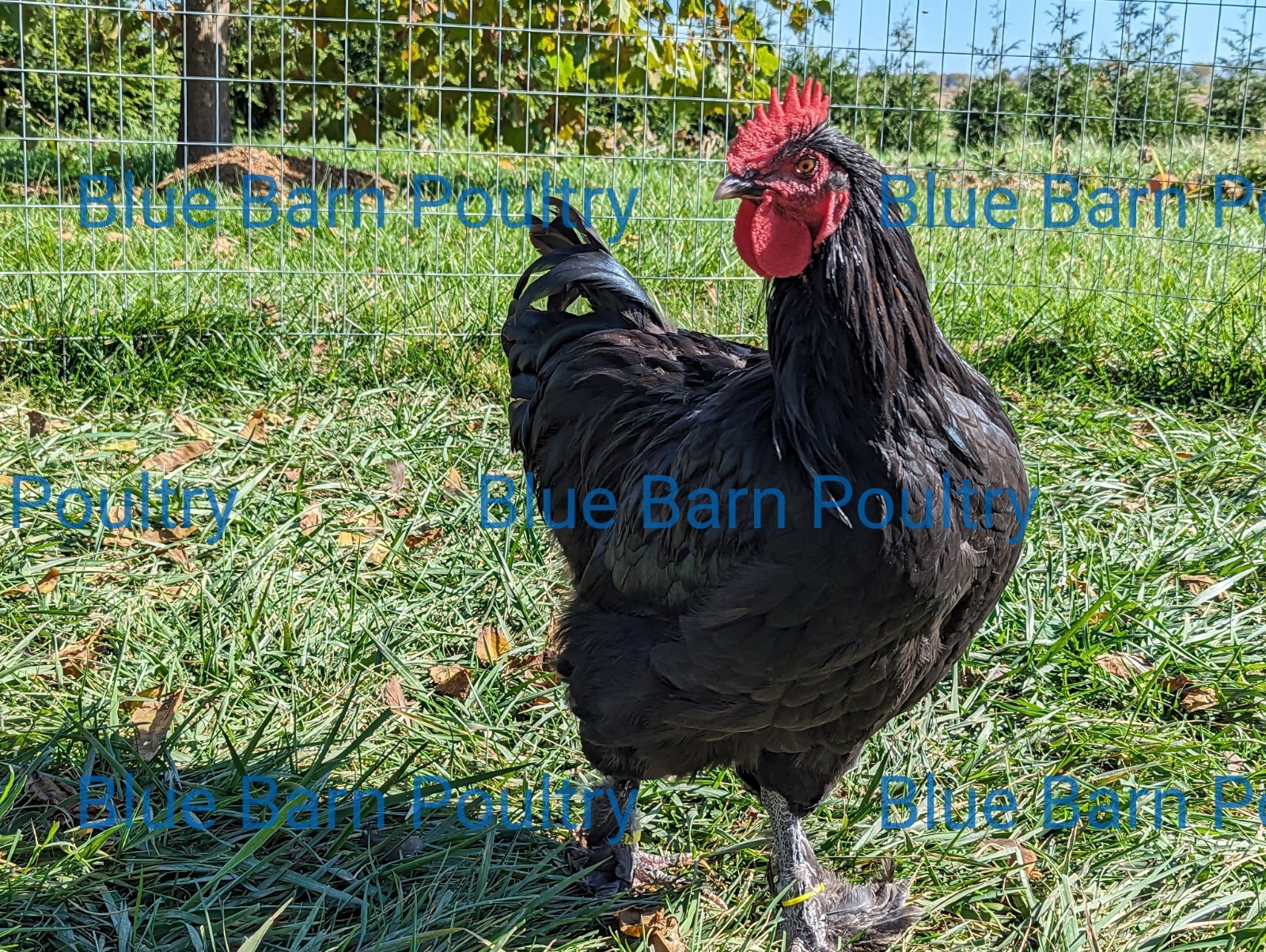 6 Solid Black Marans Chicken Hatching Eggs. Purebred. NPIP.