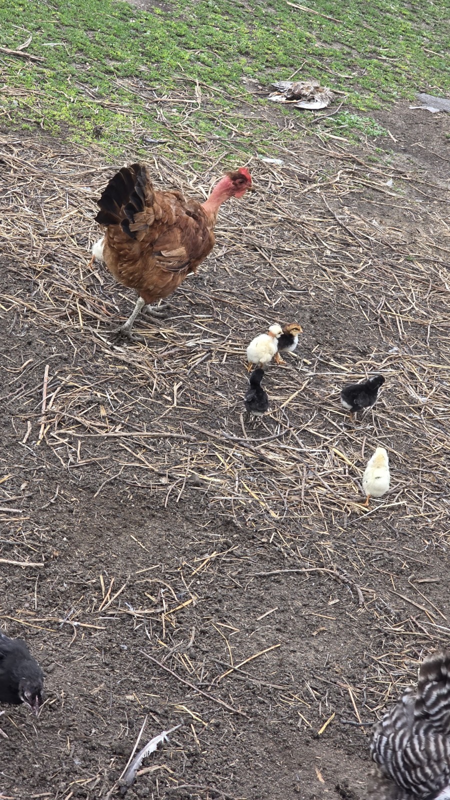 12+ Barnyard Mix Fresh Fertile Hatching Eggs FREE RANGE
