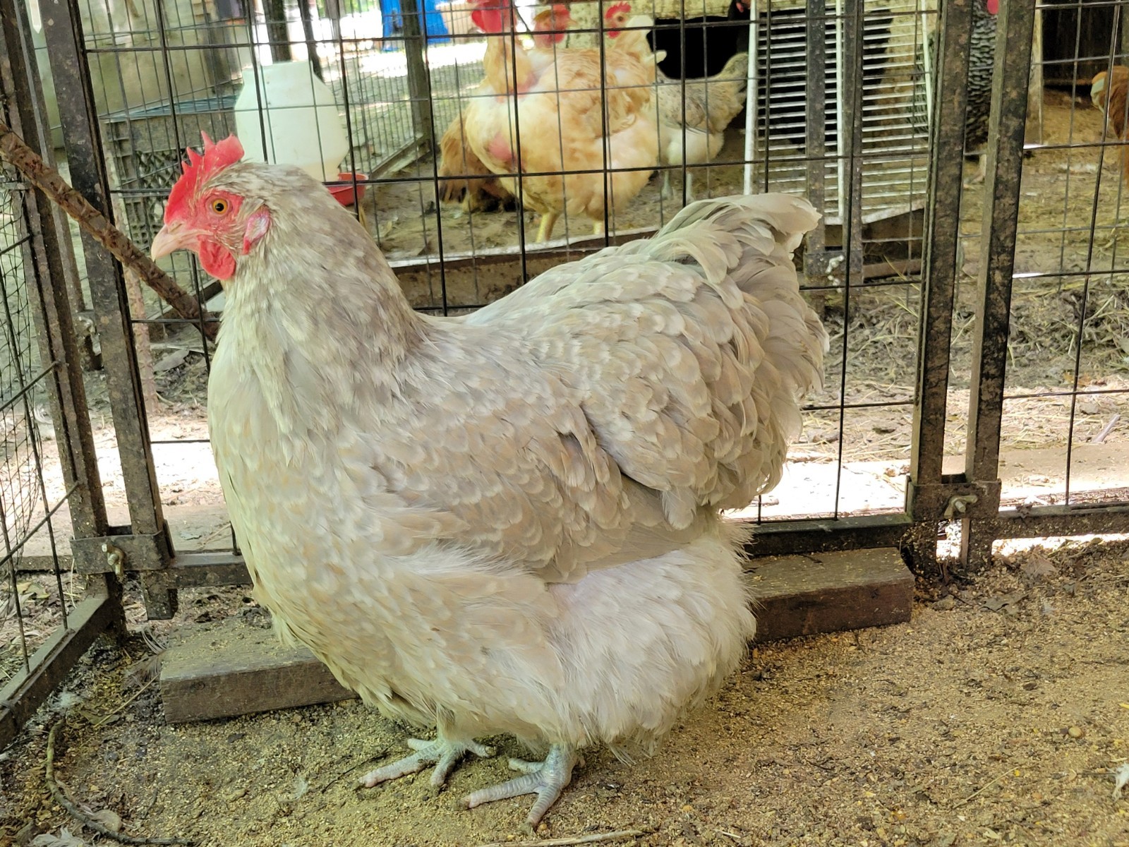 Lavender Cuckoo Orphington Fertile Hatching Eggs 6 Eggs Per Order