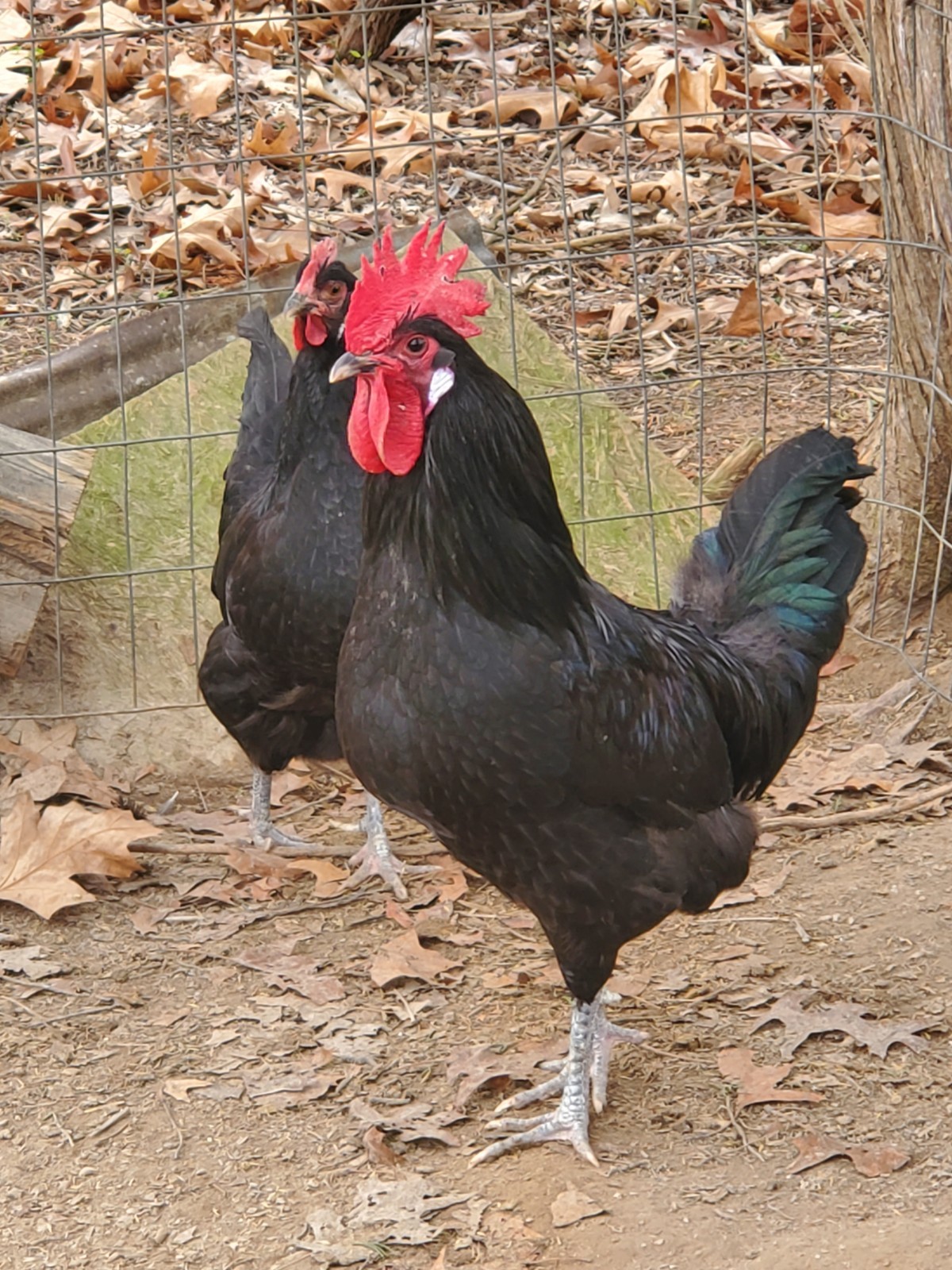 18 Rare Black Penedesenca Hatching Eggs