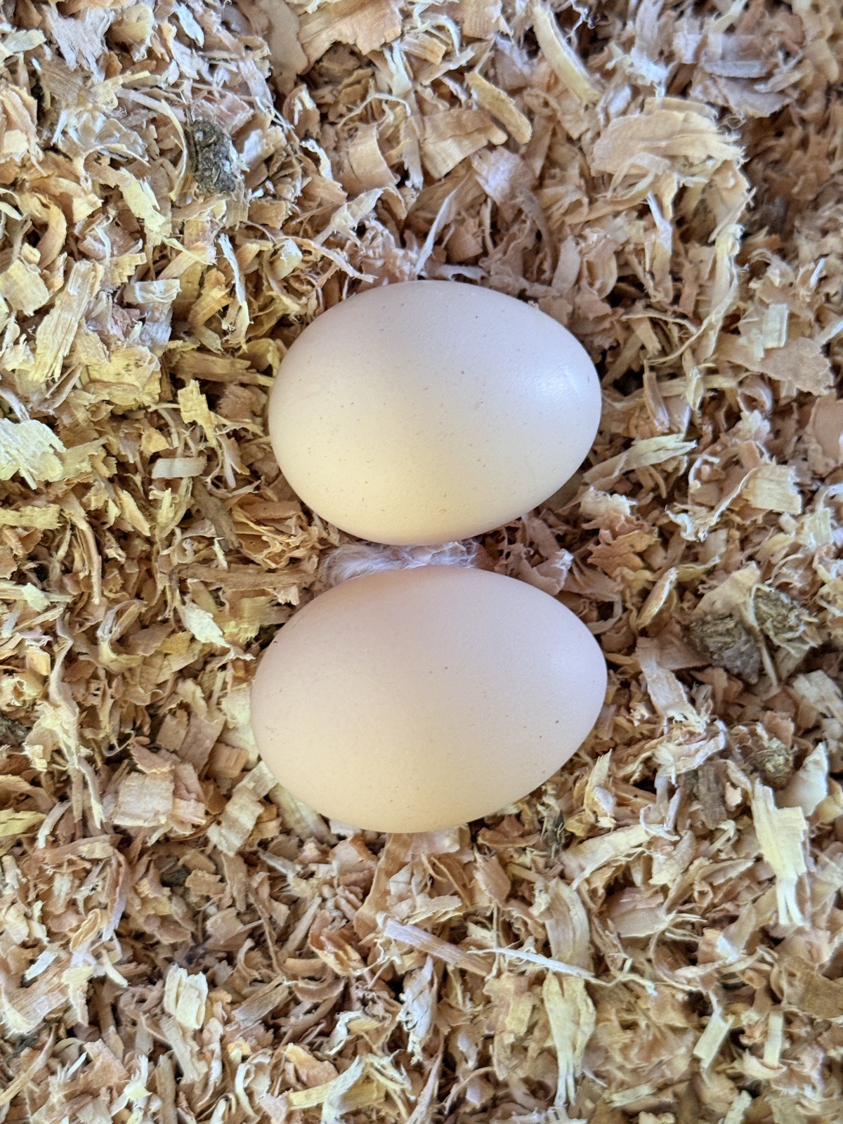 6 English Lavender/Calico Orpington Hatching Eggs