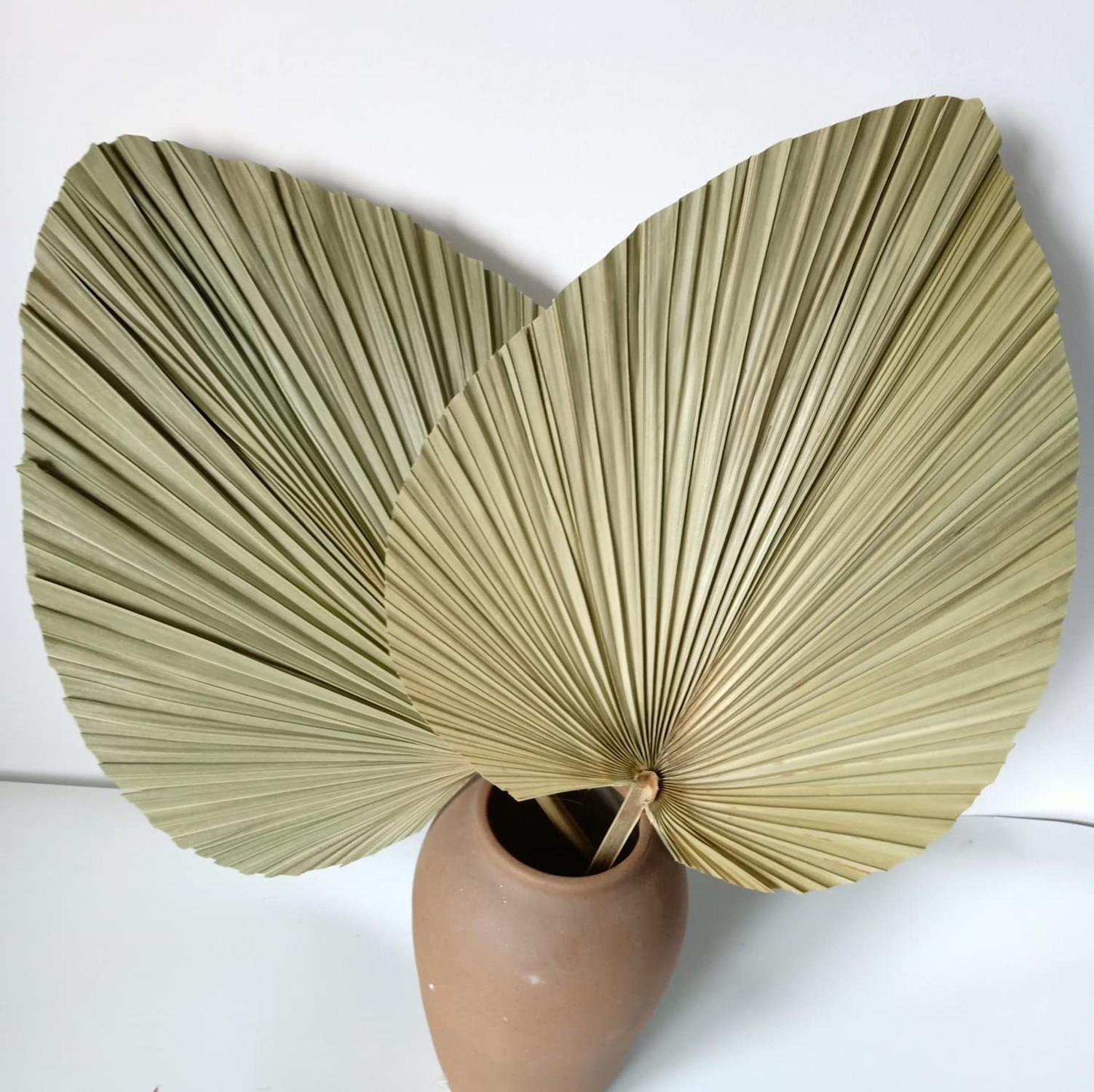 23" H x 15" W Giant Tropical Dried Palm Leaves, Large Palm Fan Leaves for Wed...