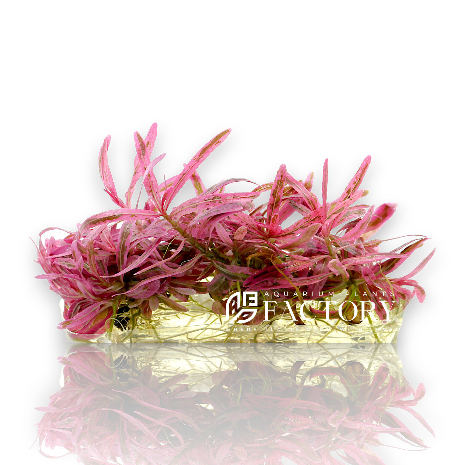 Hygrophila Chai Tissue Culture In Vitro Pink Rare Aquarium Plants Factory®