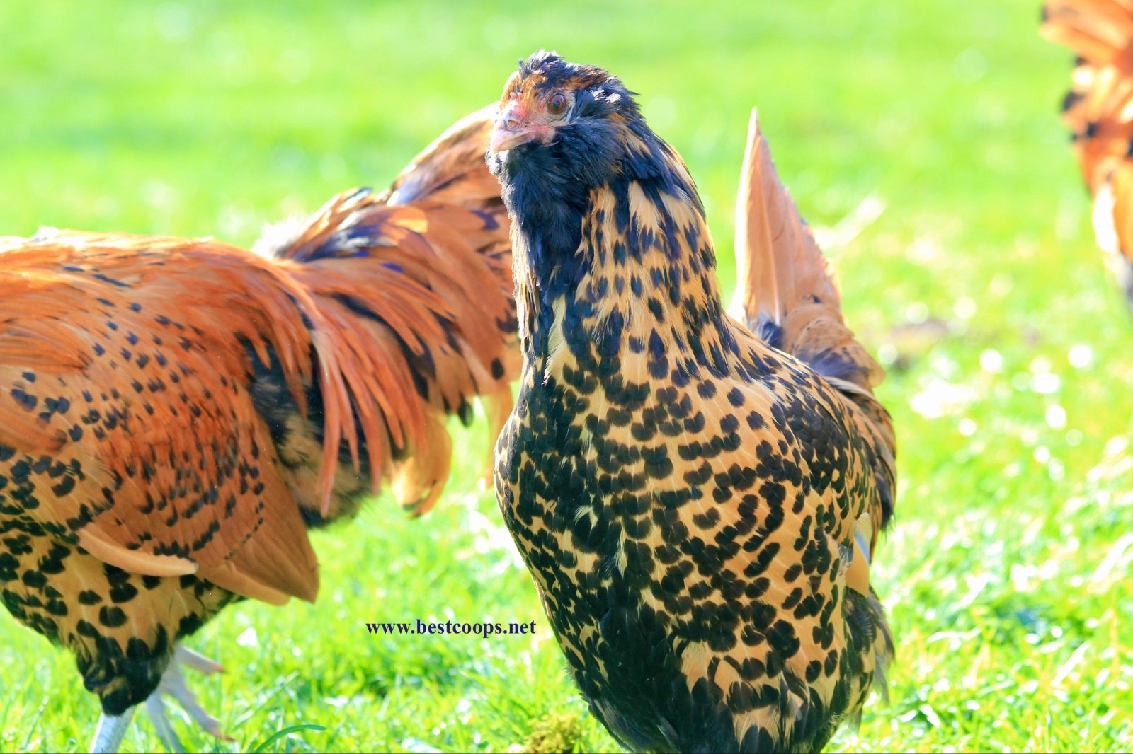 6+ Gold Owlbeard Fertile Chicken Hatching Eggs