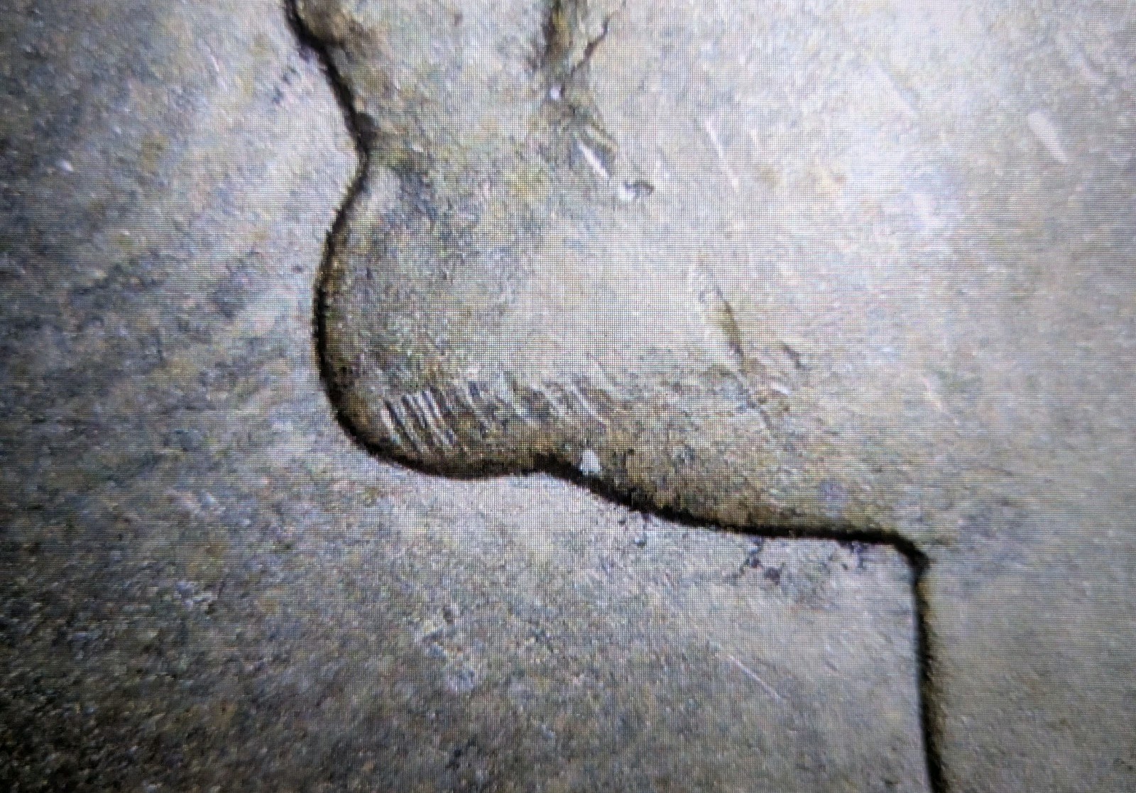 1964 50c Kennedy Half Dollar DDO DOUBLED DIE ERROR TRUE DOUBLING STRONG DOUBLING
