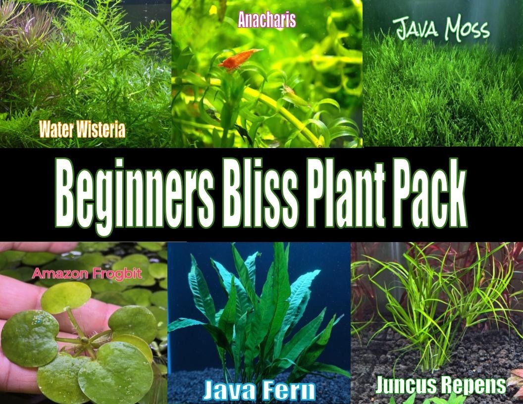 Beginner's Bliss Plant Pack Live Aquatic Freshwater Plants for Tanks Aquarium