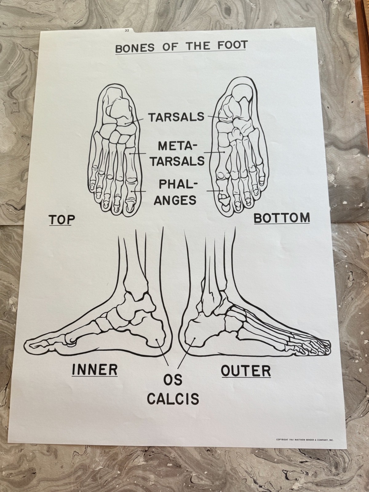 BONES OF THE FOOT Medical Chart 1961 LARGE SCHOOL CHART  21" X 29 3/4"