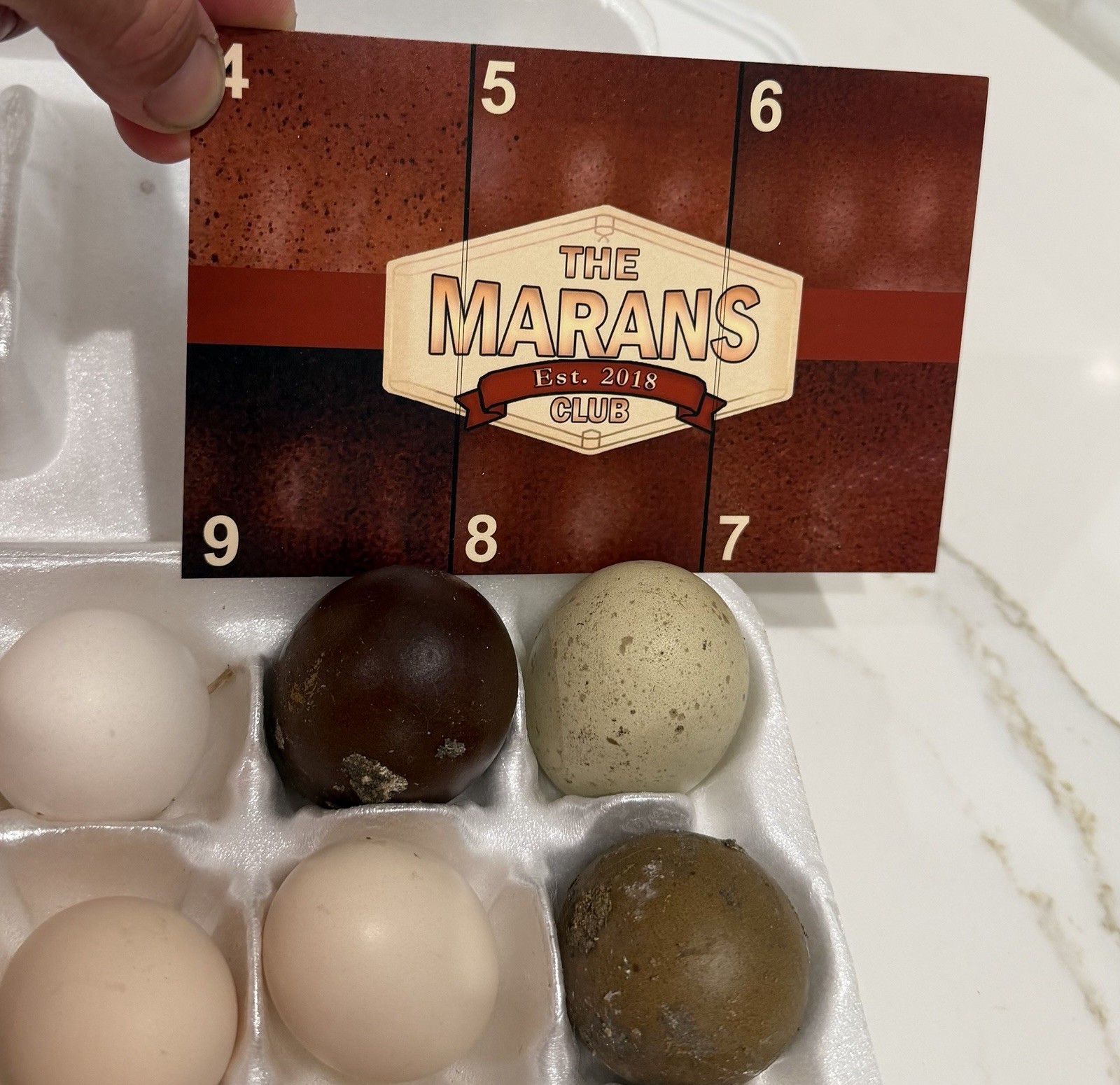 ONE DARK #9 BROWN BCM Cross Chicken hatching EGG