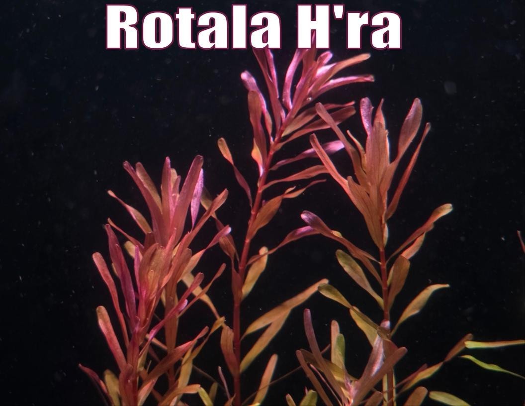 Orange Glow Plant Pack Live Aquatic Plants Freshwater Aquarium Plants Healthy