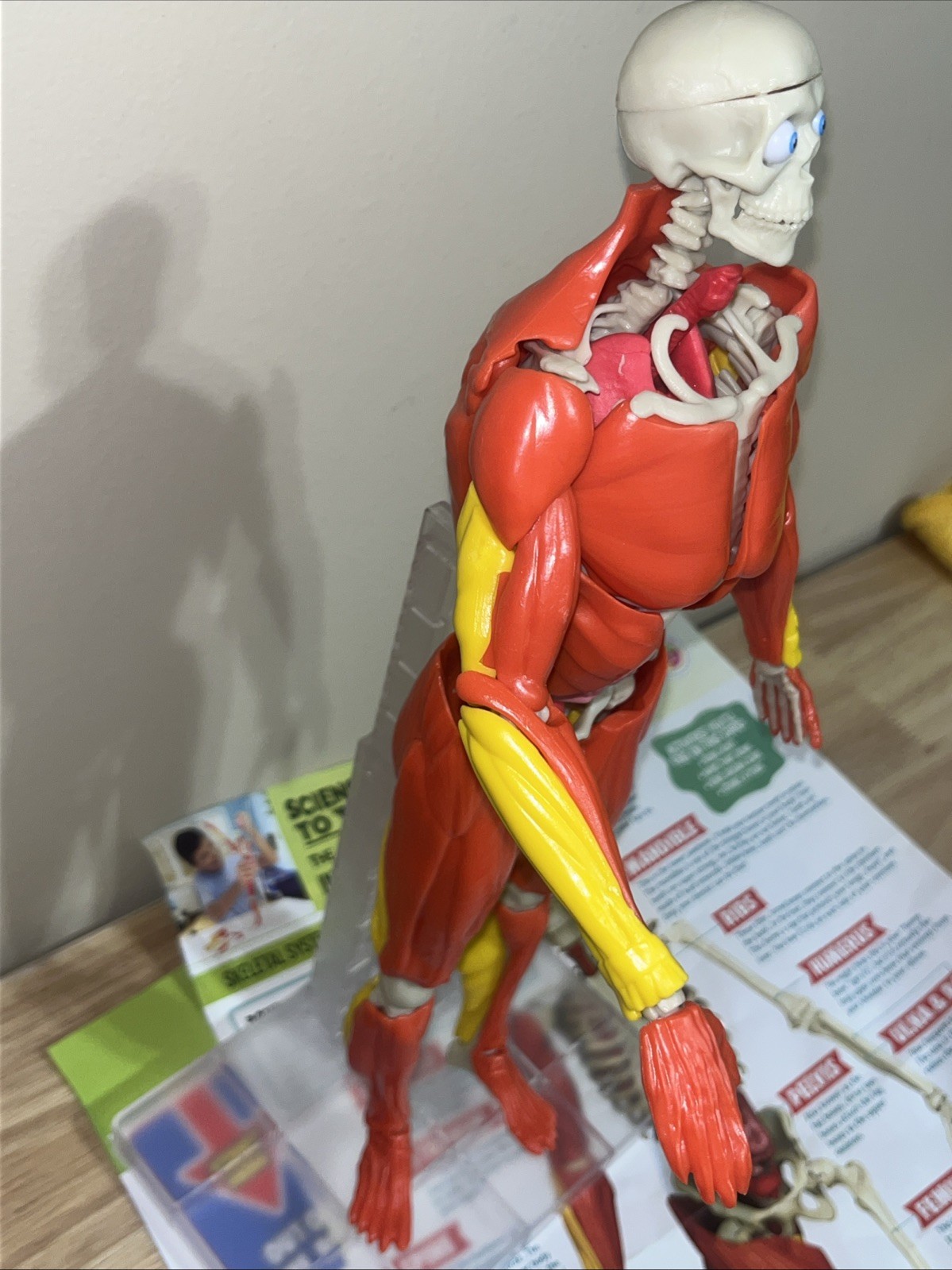 Science To The Max Interactive Human Body STEM Toy 60 Piece Fully Poseable 14”