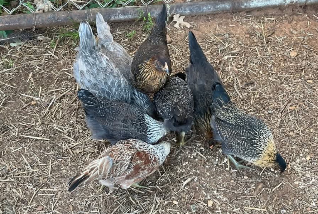 8 Fertile Easter Egger Hatching Eggs NPIP/AI certified