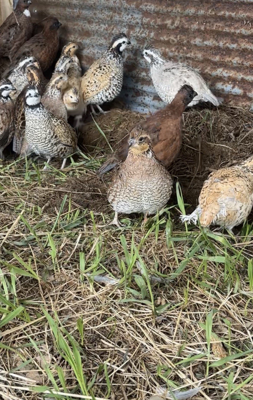24+ Mixed Bobwhite Hatching Eggs