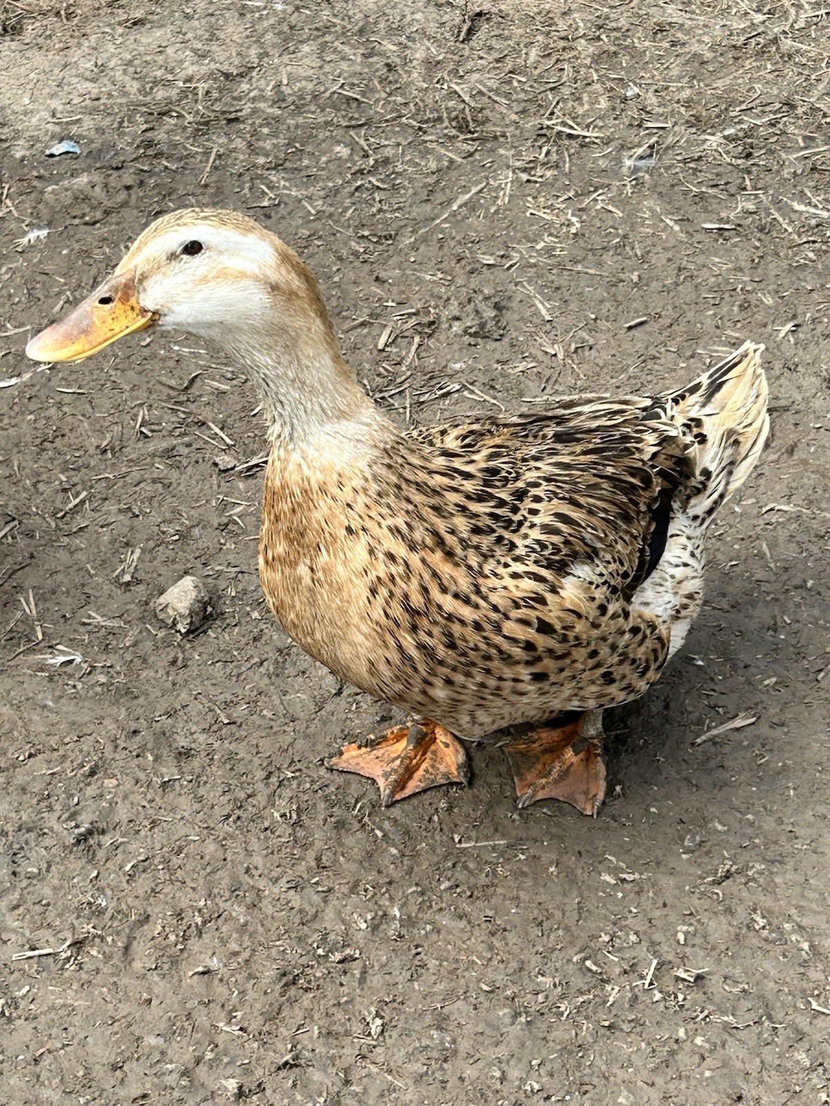 Silver Appleyard Duck Hatching Eggs 12 Count