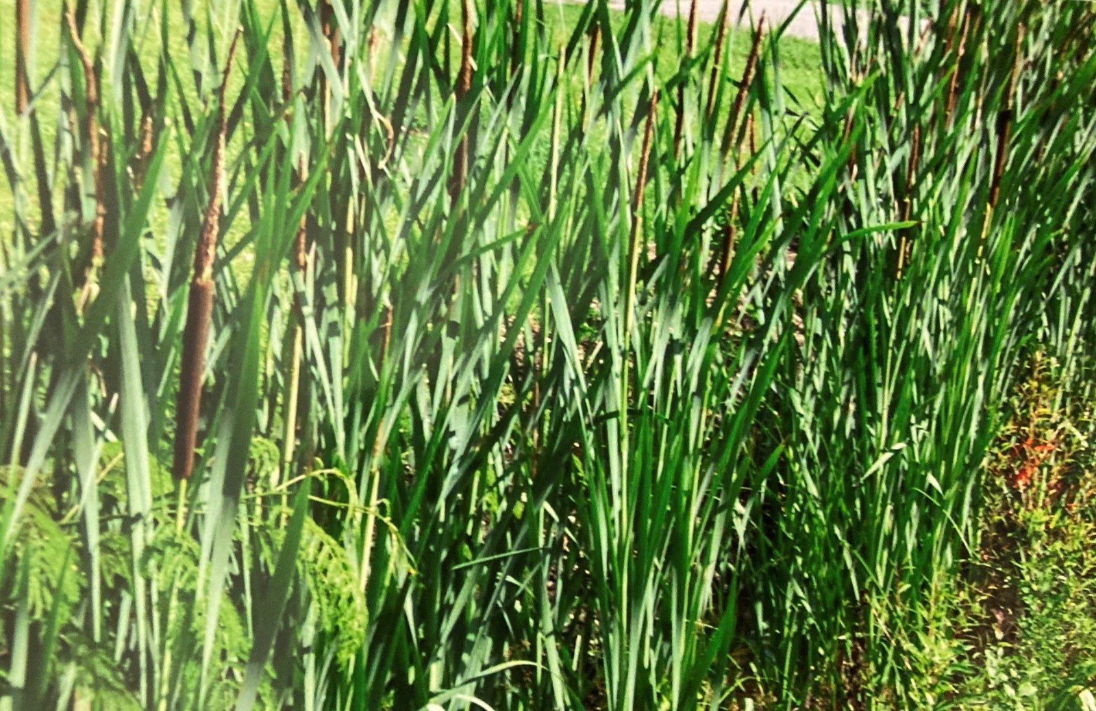 4 LIVE CATTAIL (CAT TAIL) PLANTS **FREE SHIPPING**